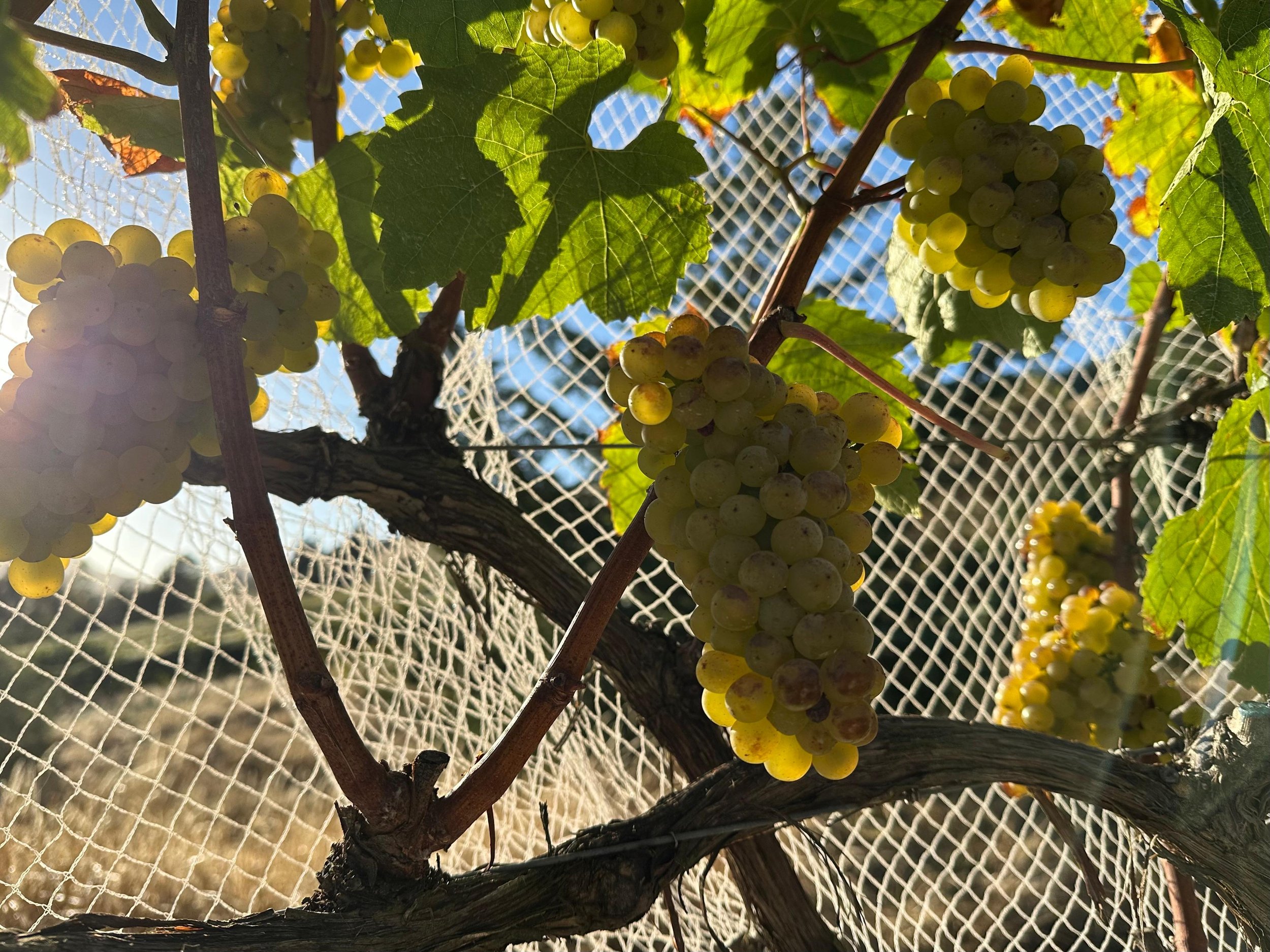 Secano fruit.jpg