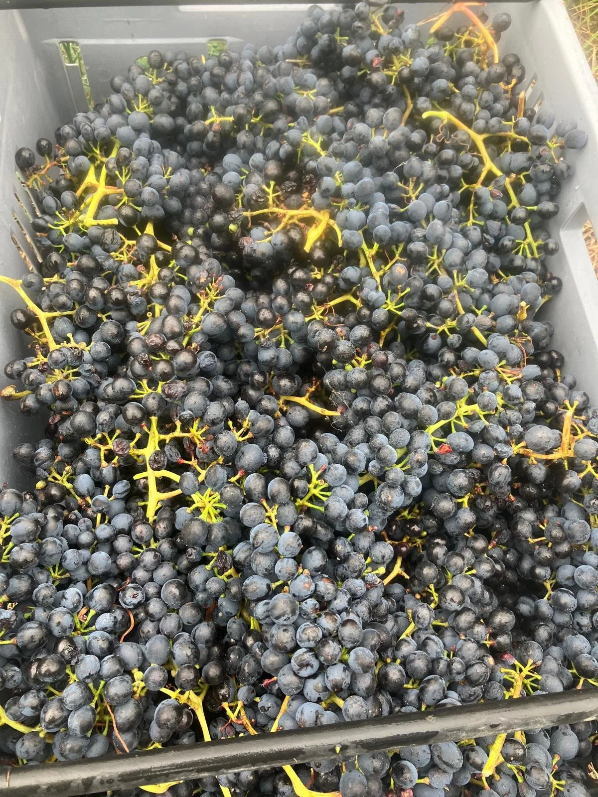 Syrah that went in Rose.jpg