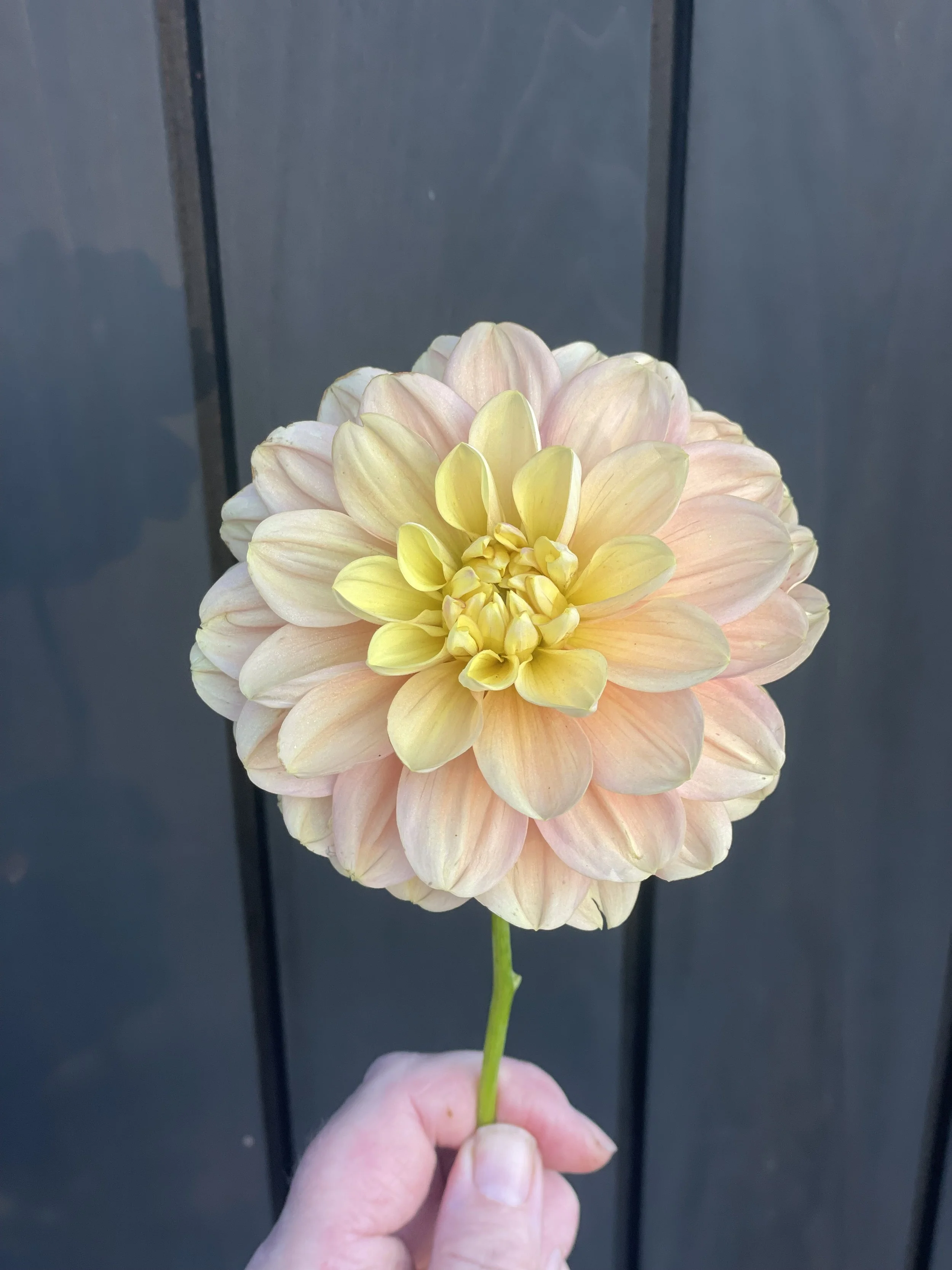 Florelie Pixie
