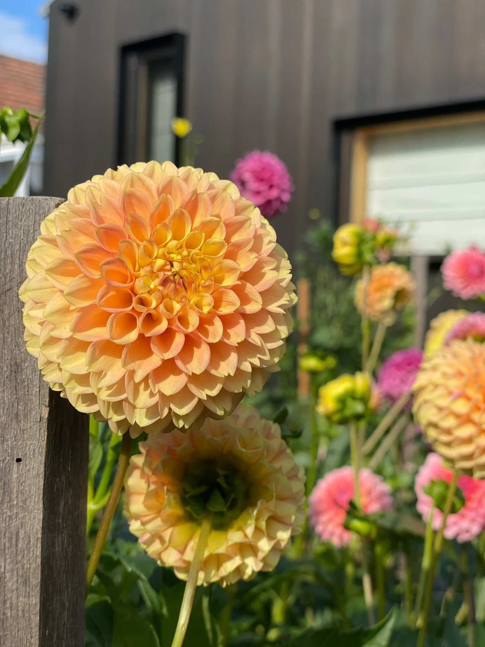 Alfie's Marigold