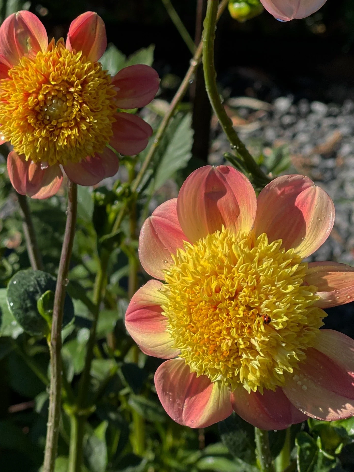 B7F03900-354D-44AC-ACA7-AB04CB53DDD4.jpeg