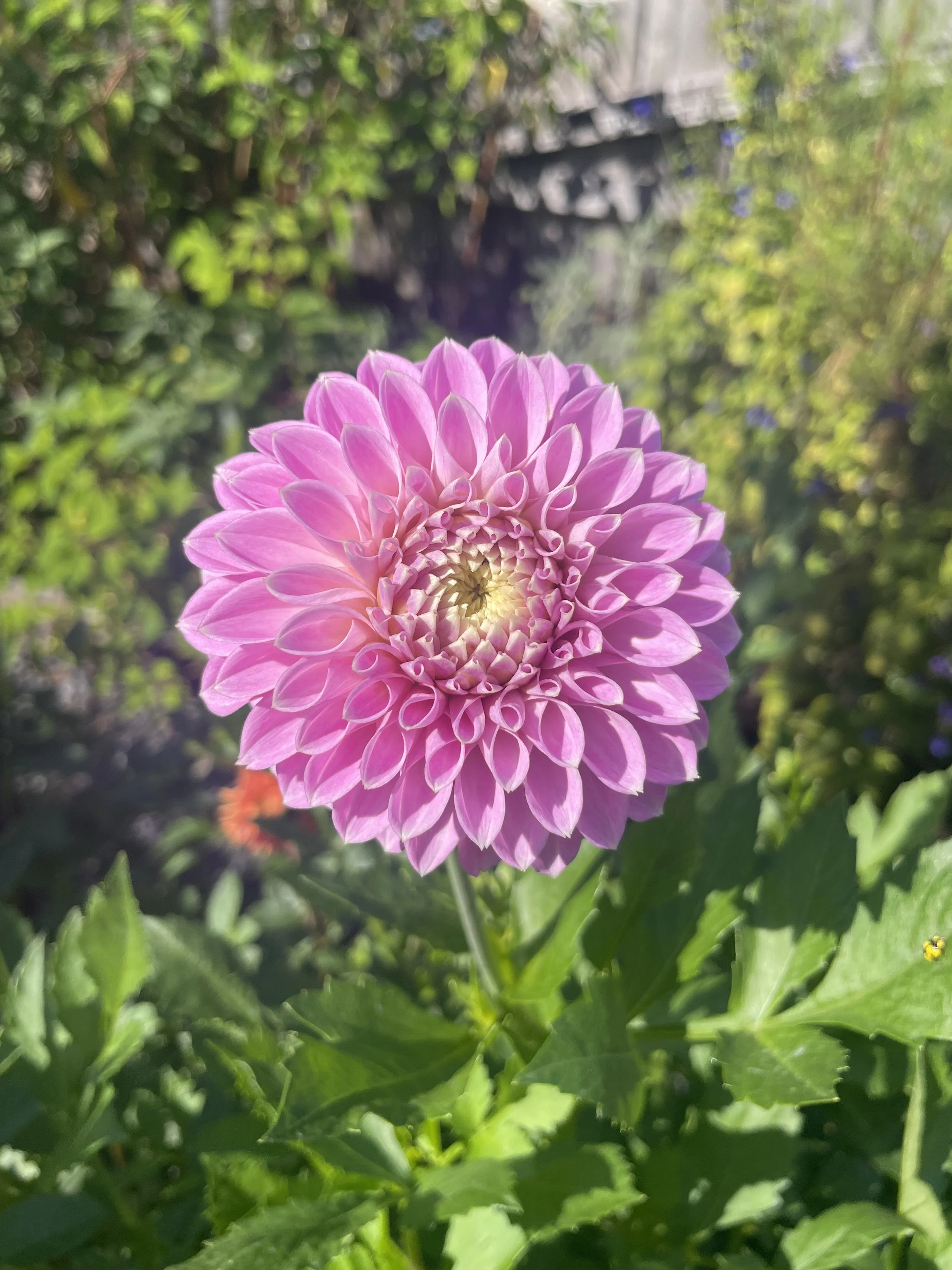 IMG_8451.jpeg
