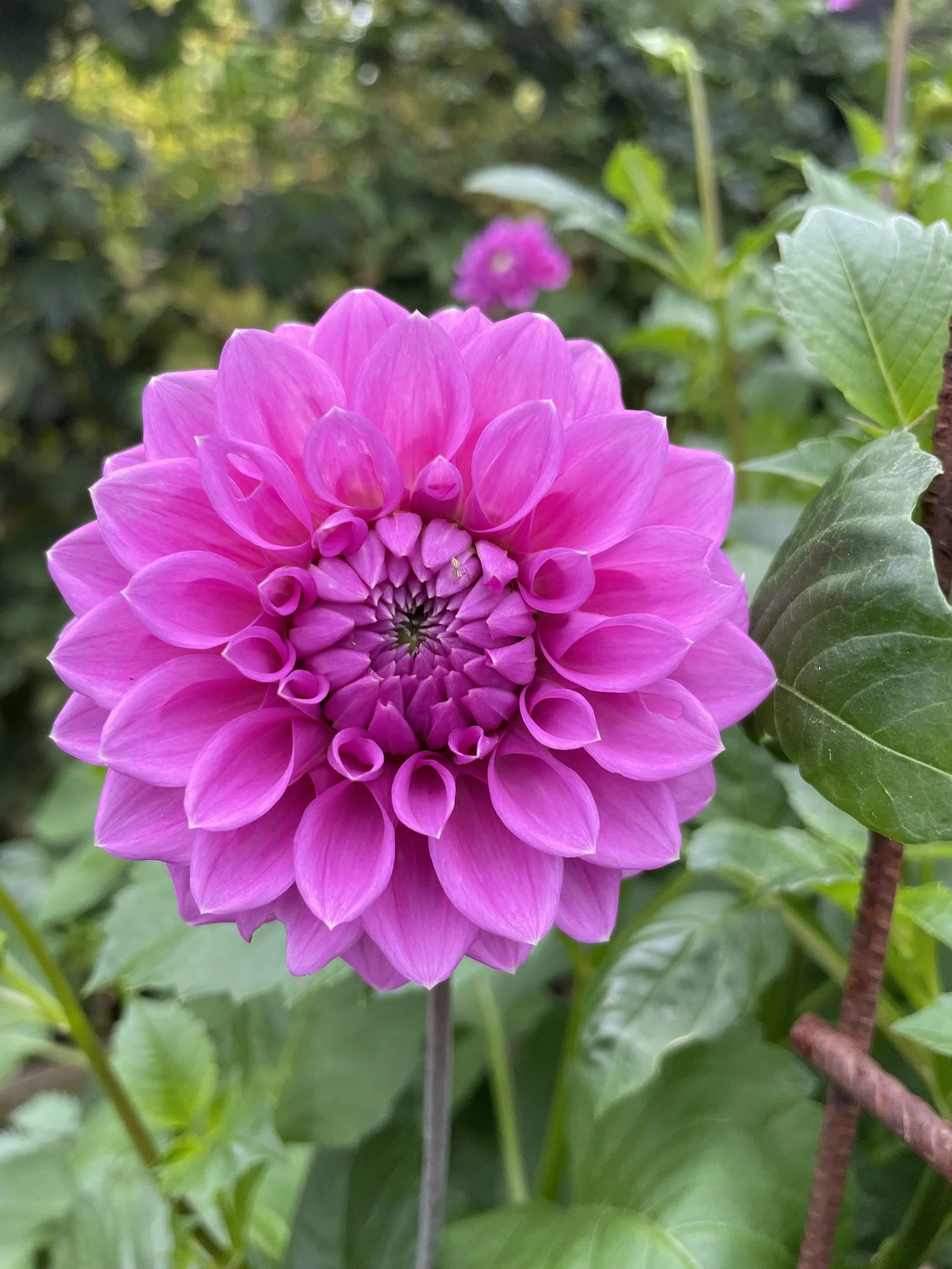 Unnamed Purple
