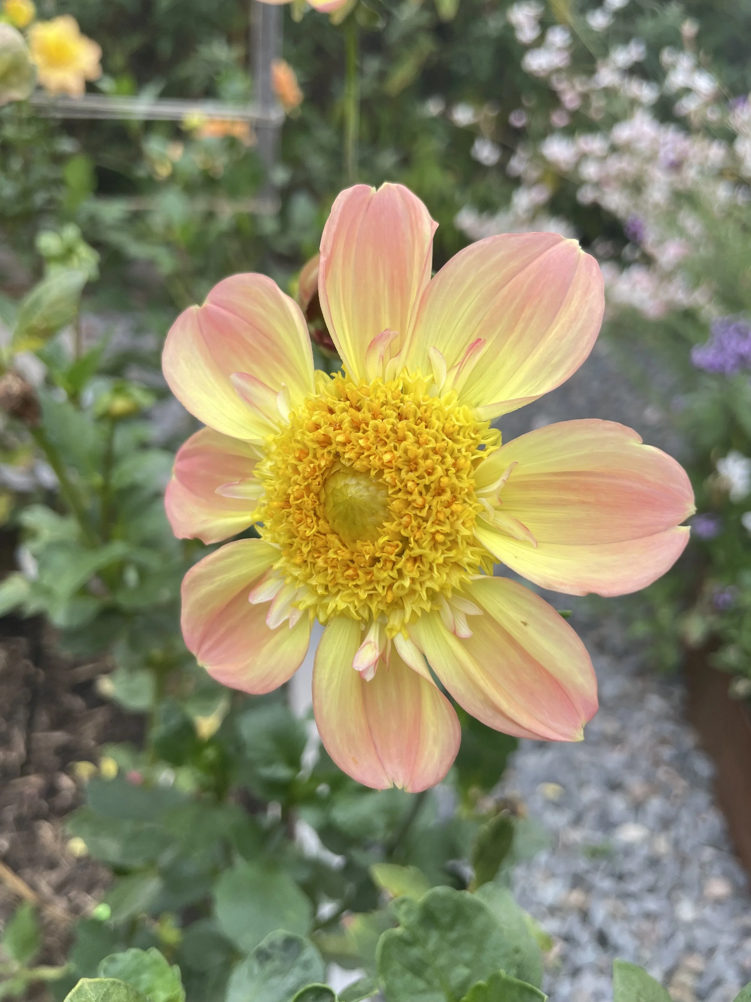 IMG_8075.jpeg