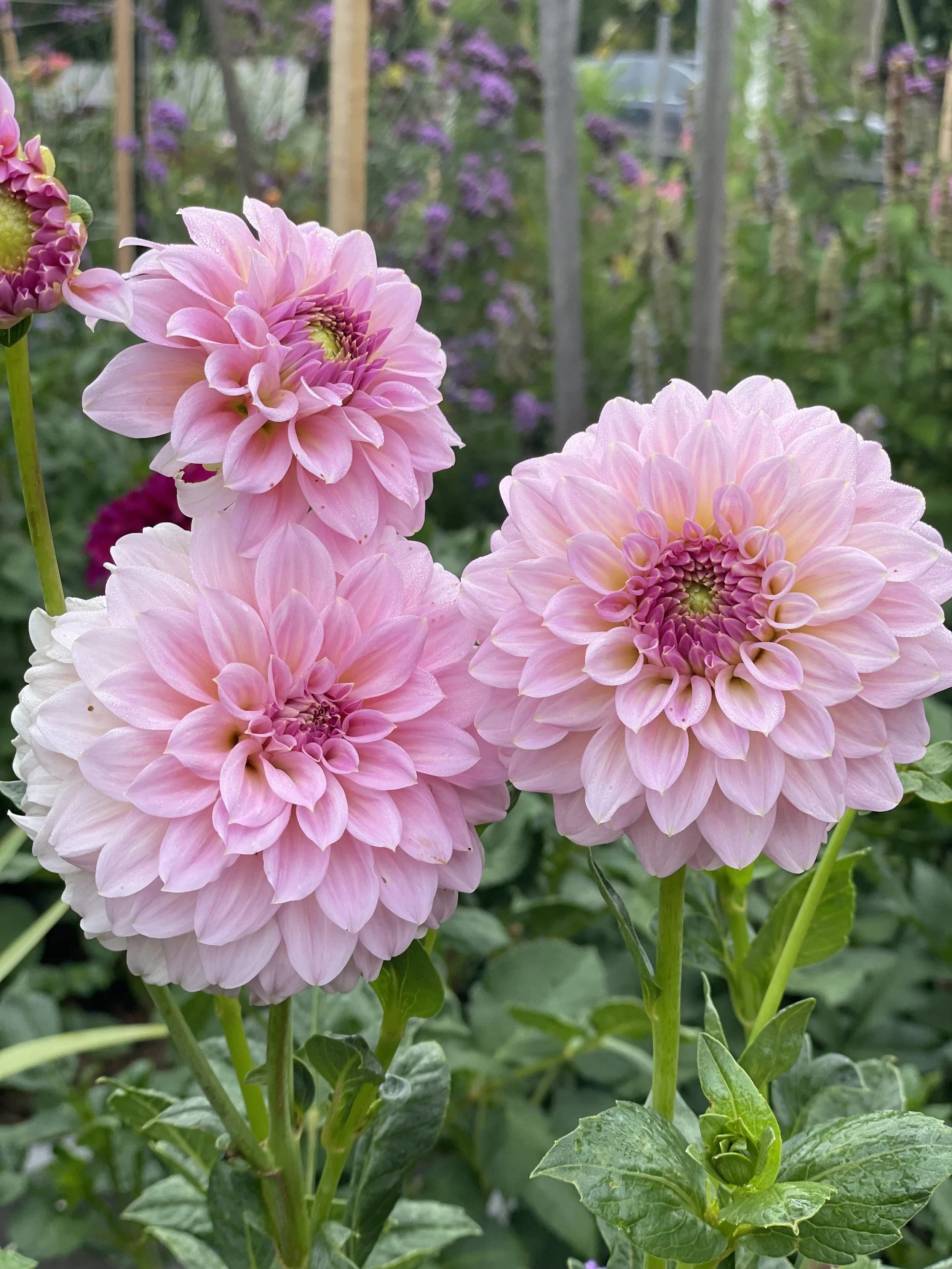 Araluen Leatrice