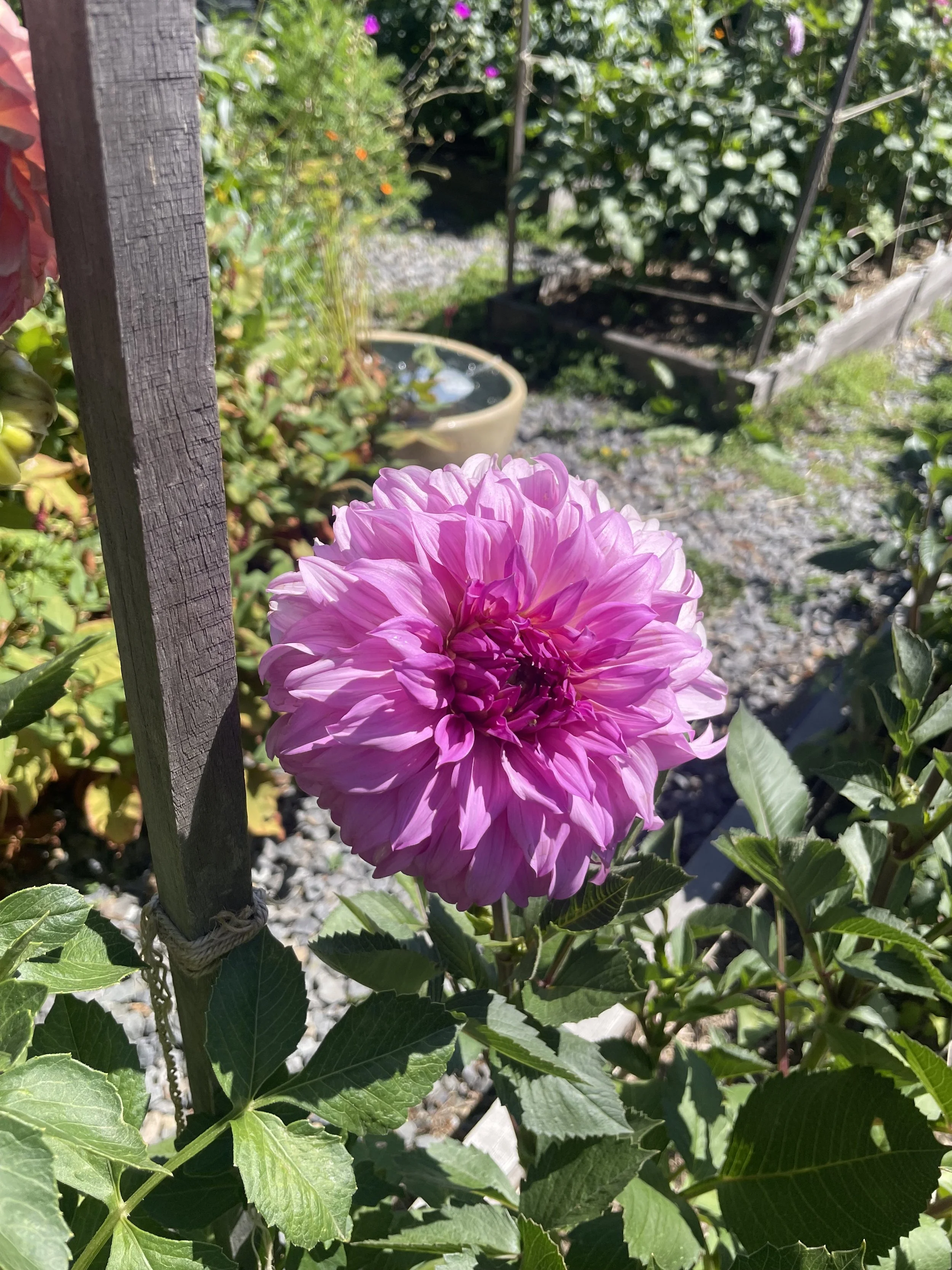 IMG_7541.jpeg