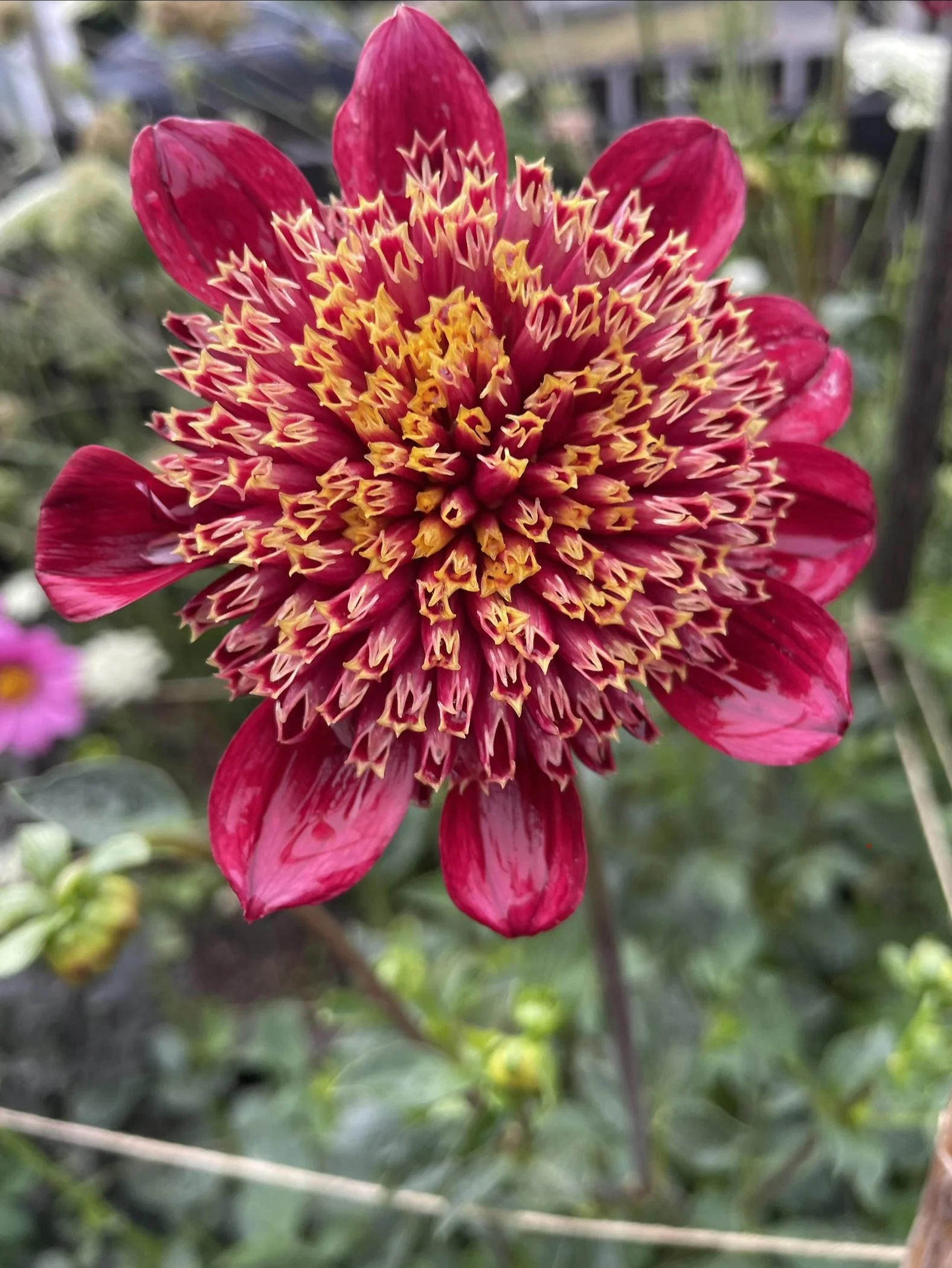 IMG_6548.jpeg