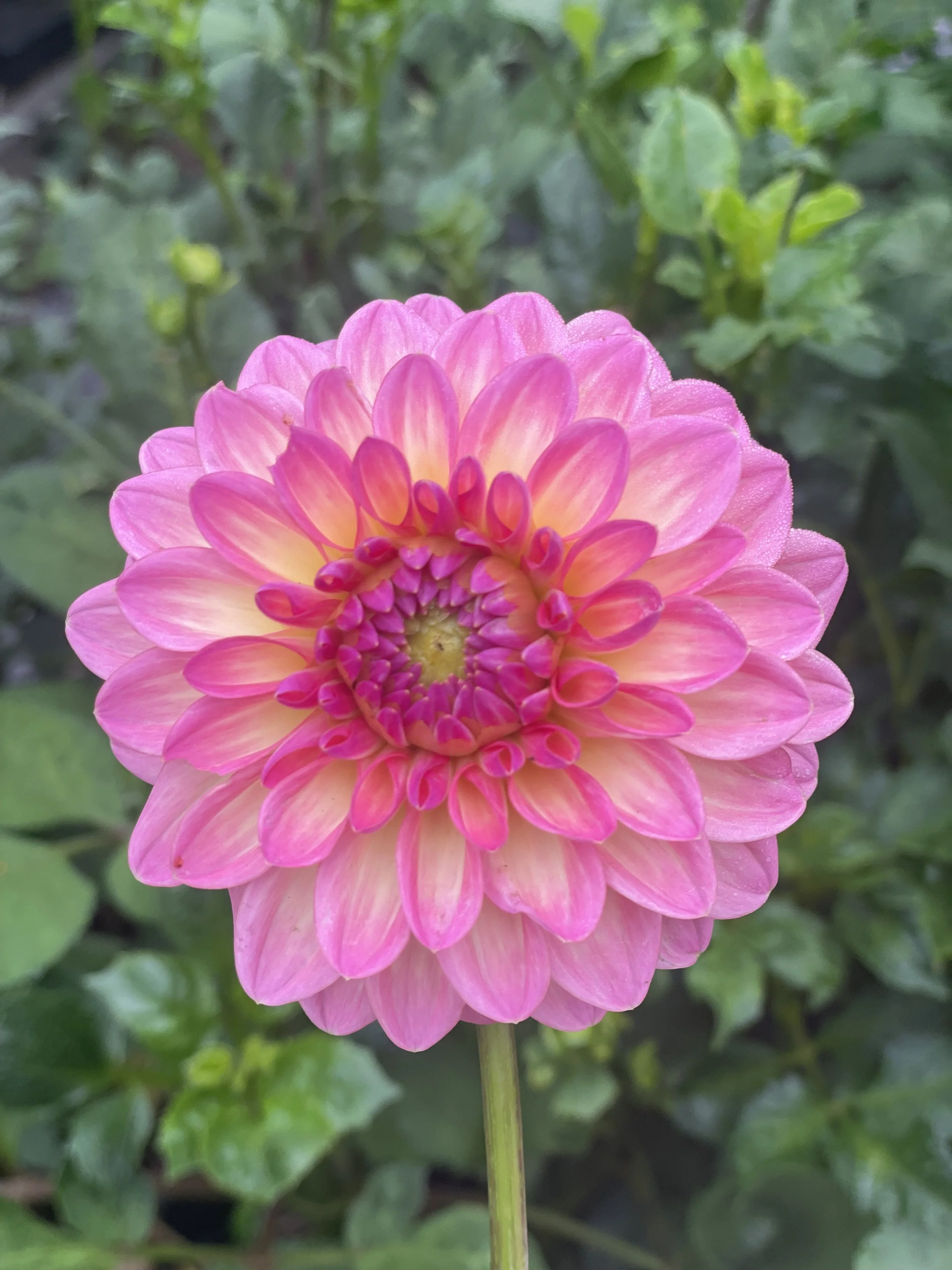 Pink Suffusion