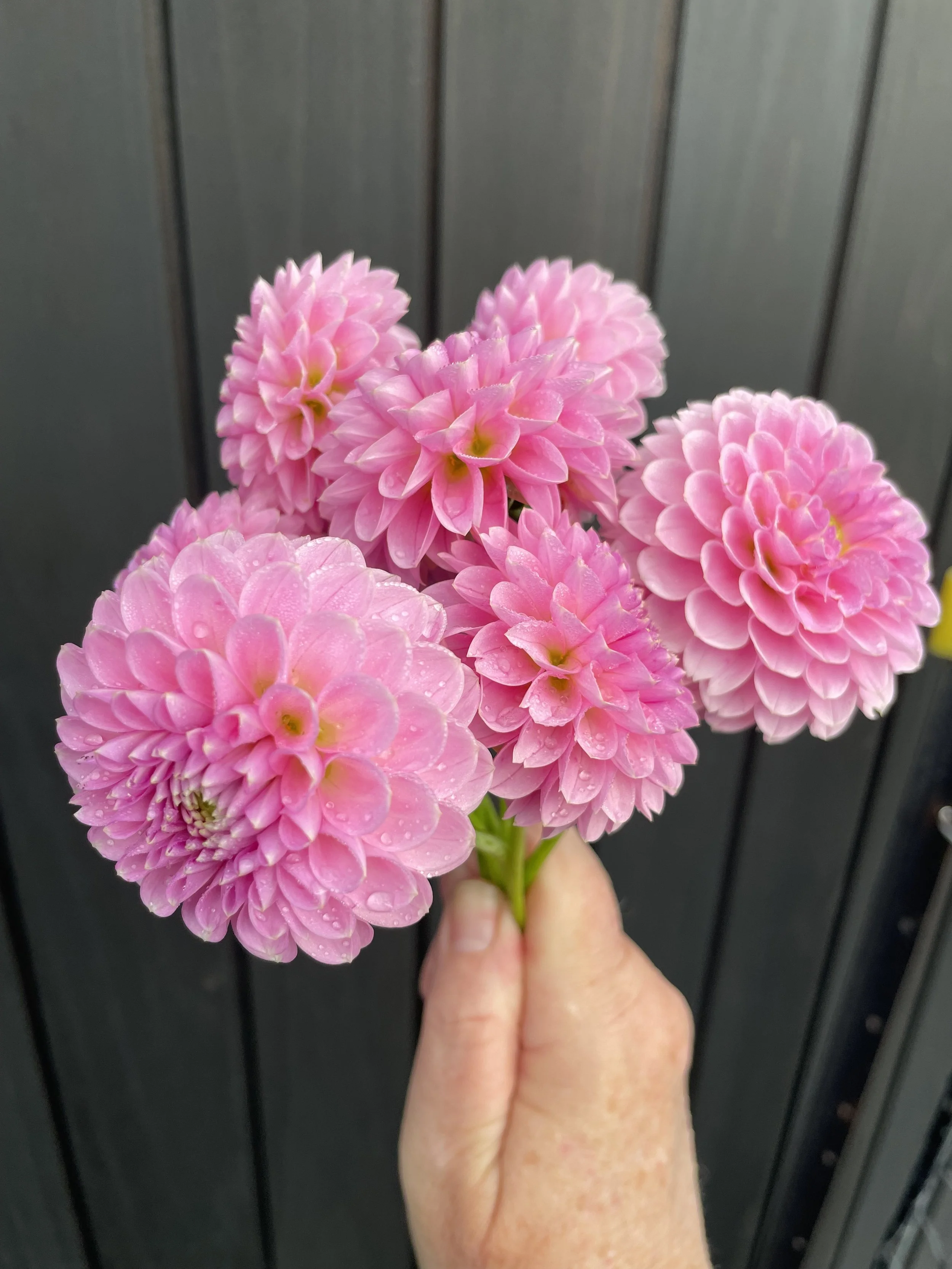 Trevallyn Pink Lady