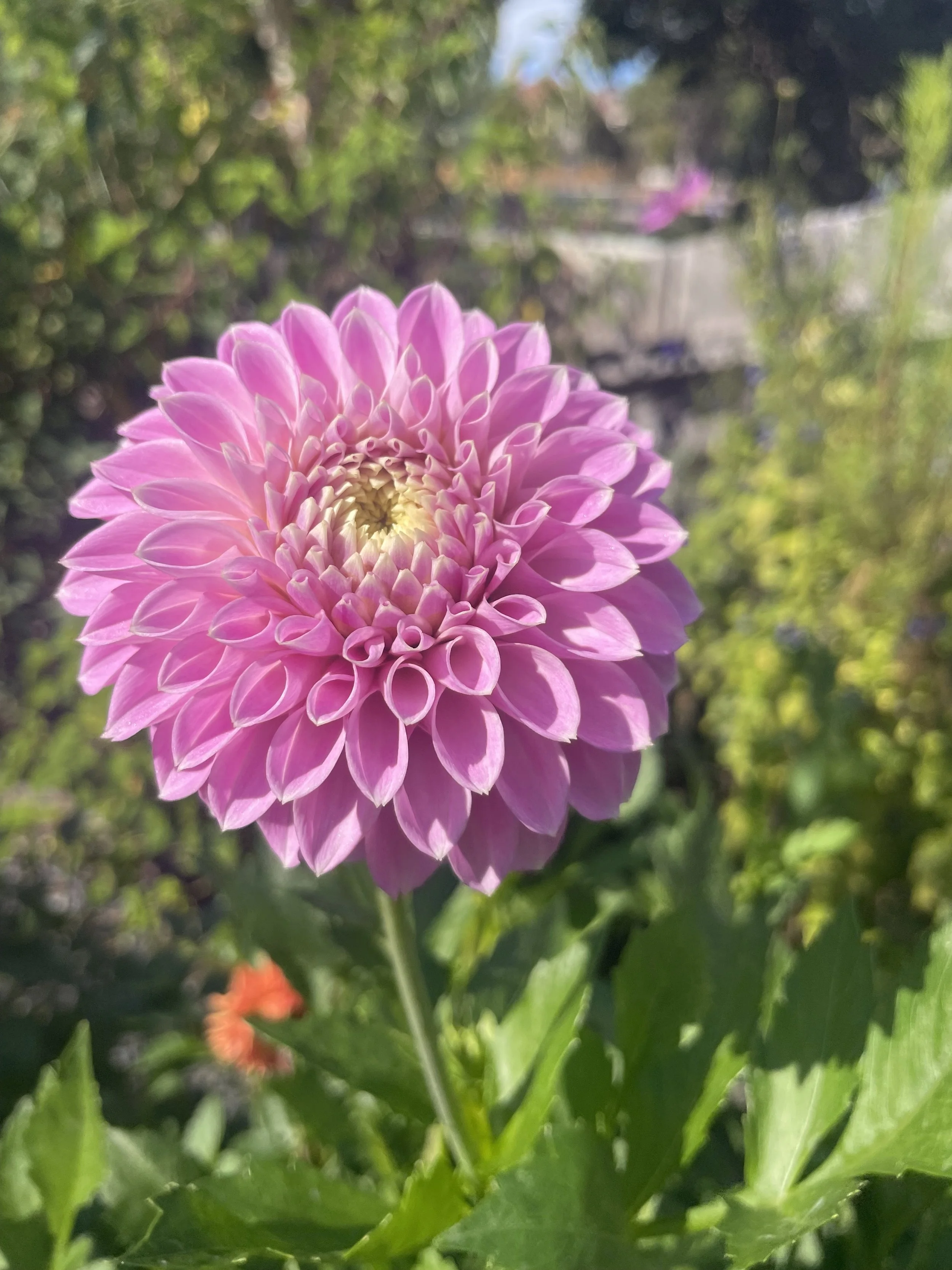 IMG_8453.jpeg