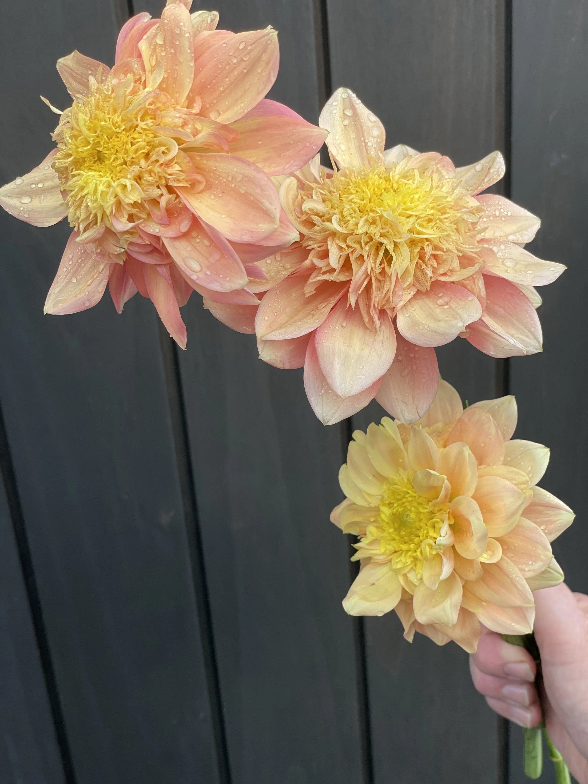 Everbloom Lioness
