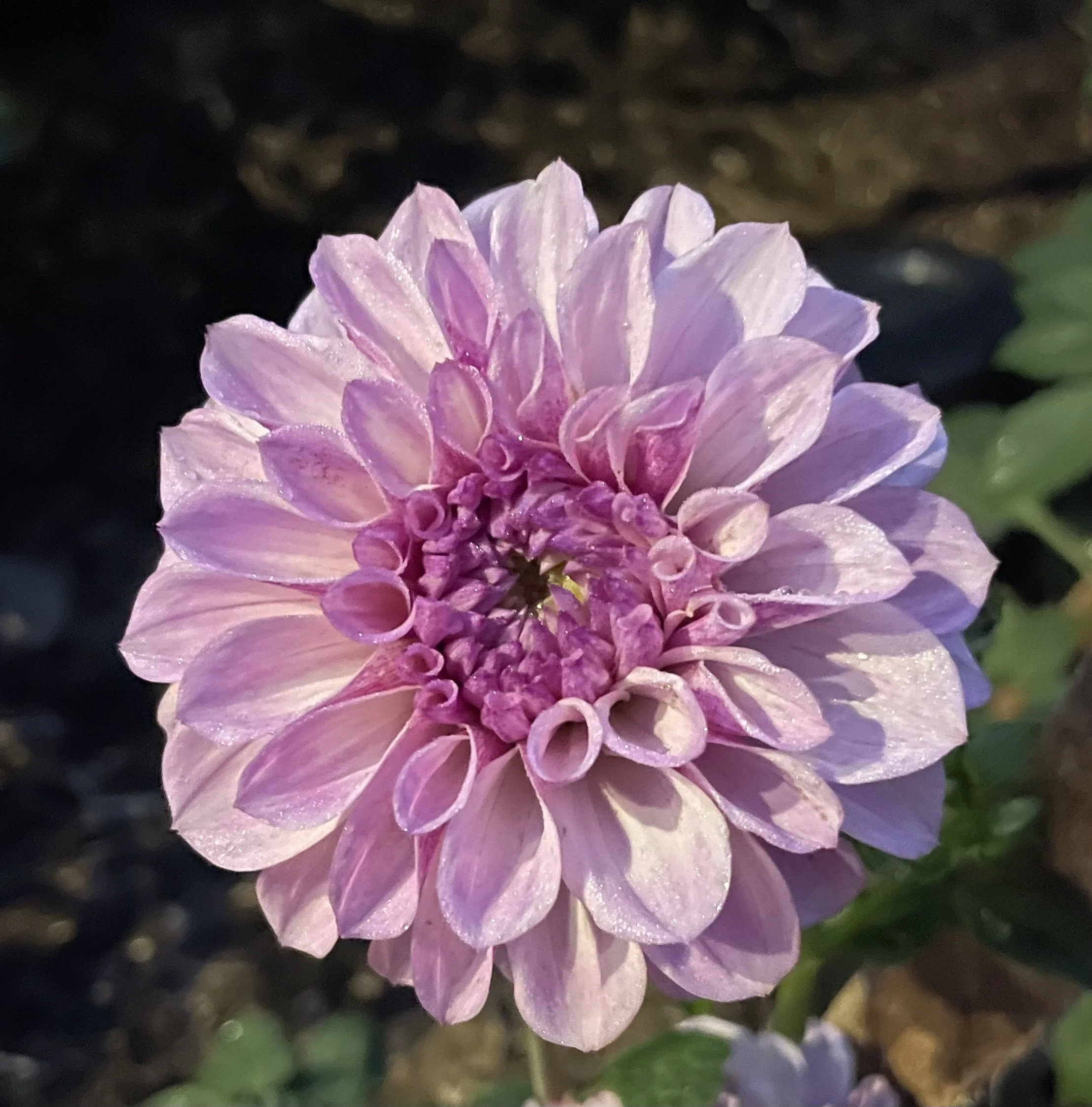 Jeff Bloom