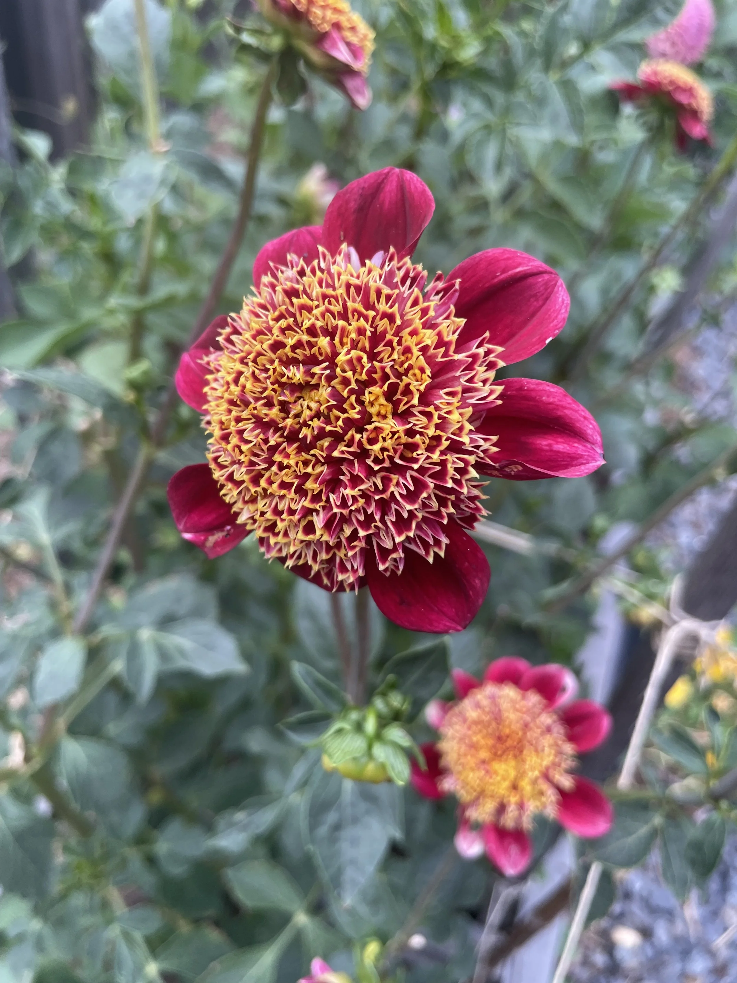 Granite Queen Bee
