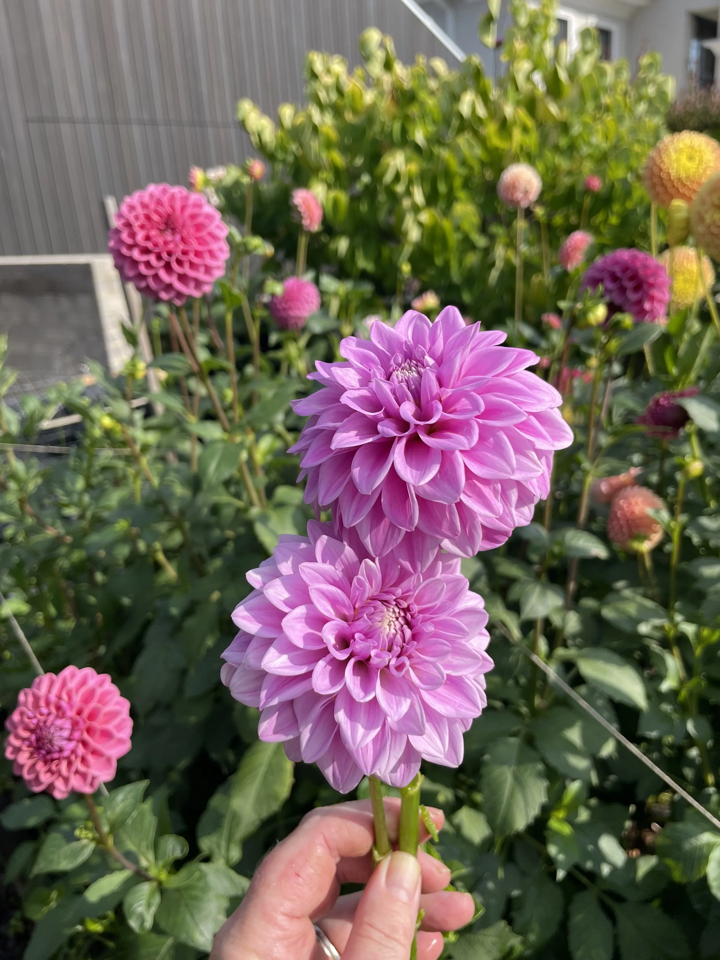 Florelie Jeanette