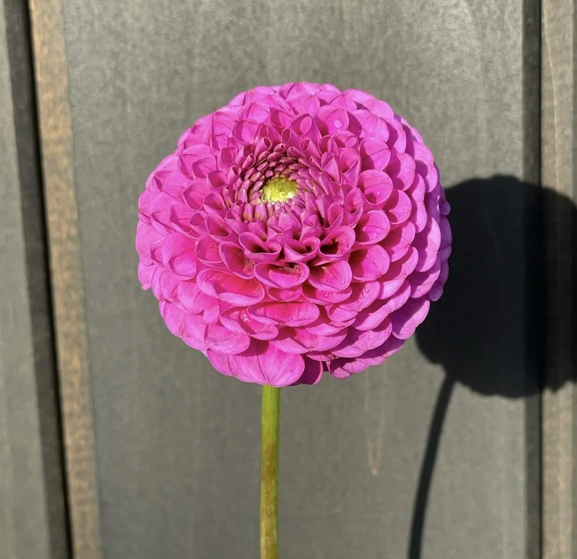 Florelie Hayley