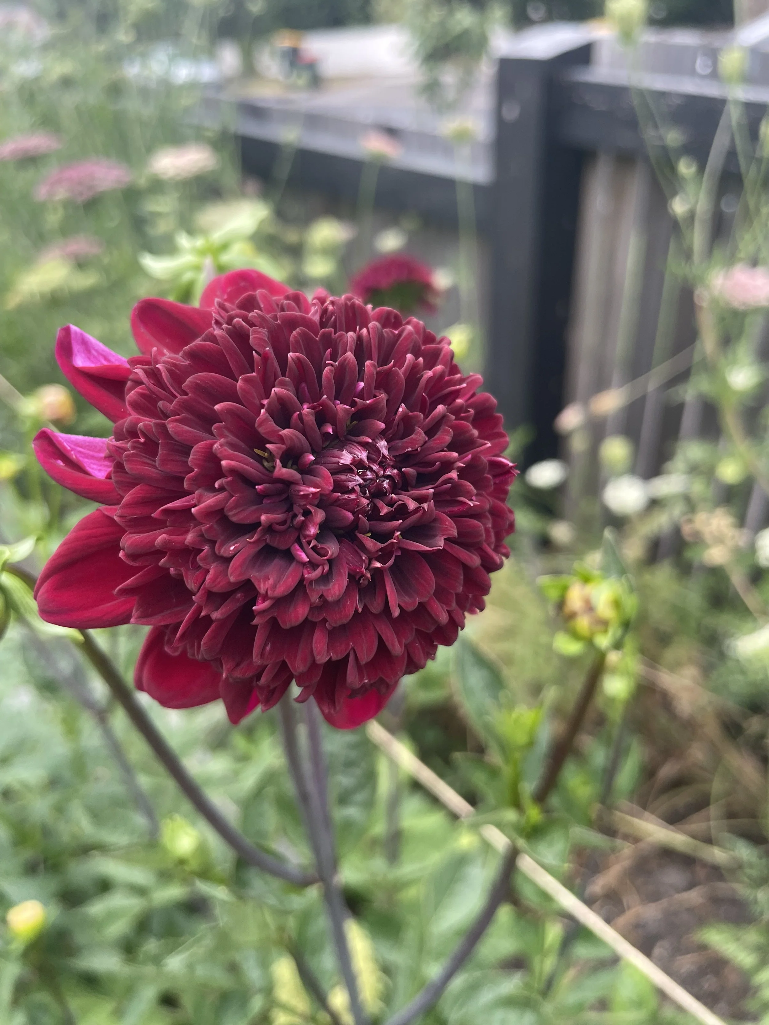 IMG_6402.jpeg