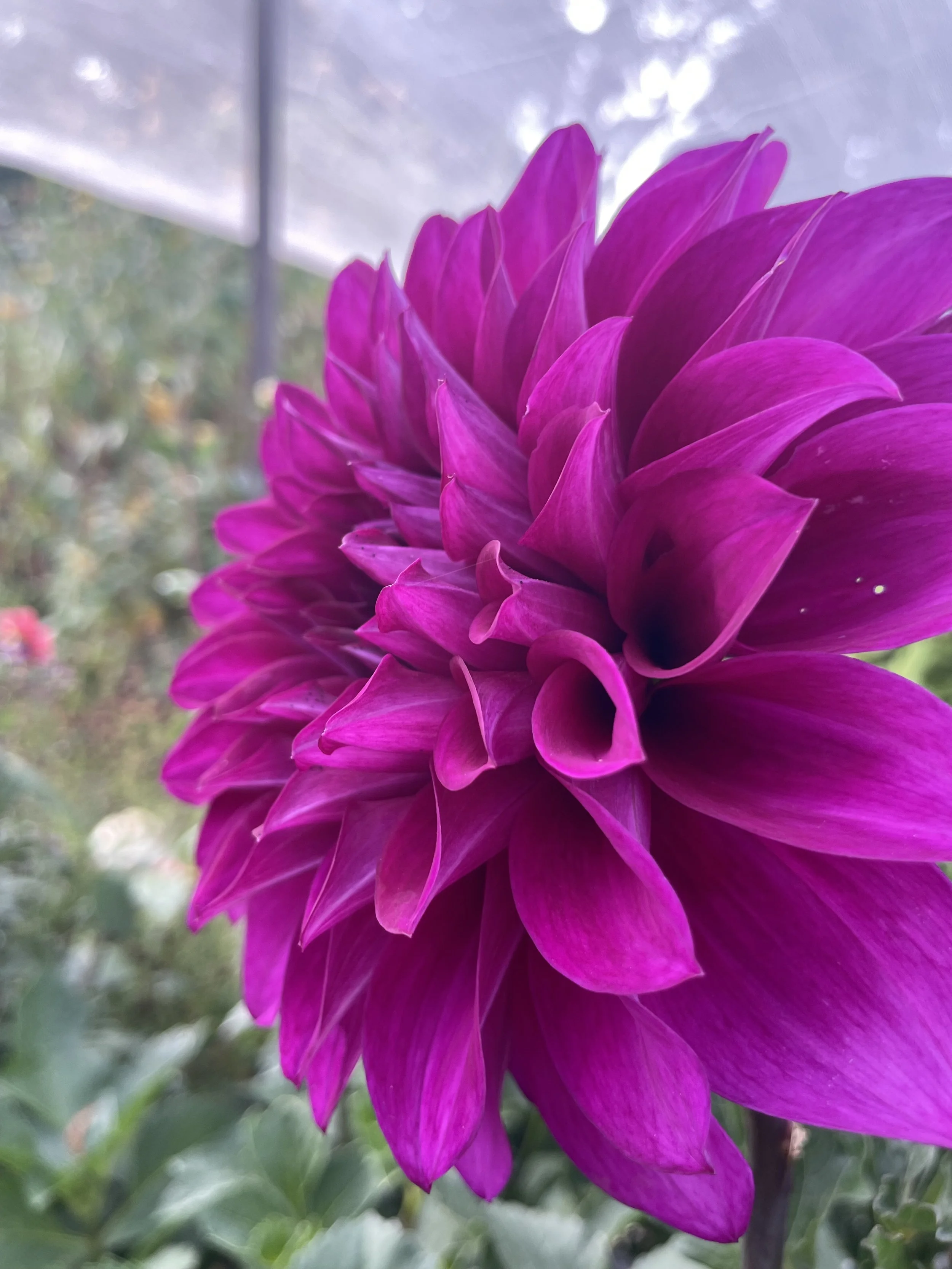 IMG_7235.jpeg