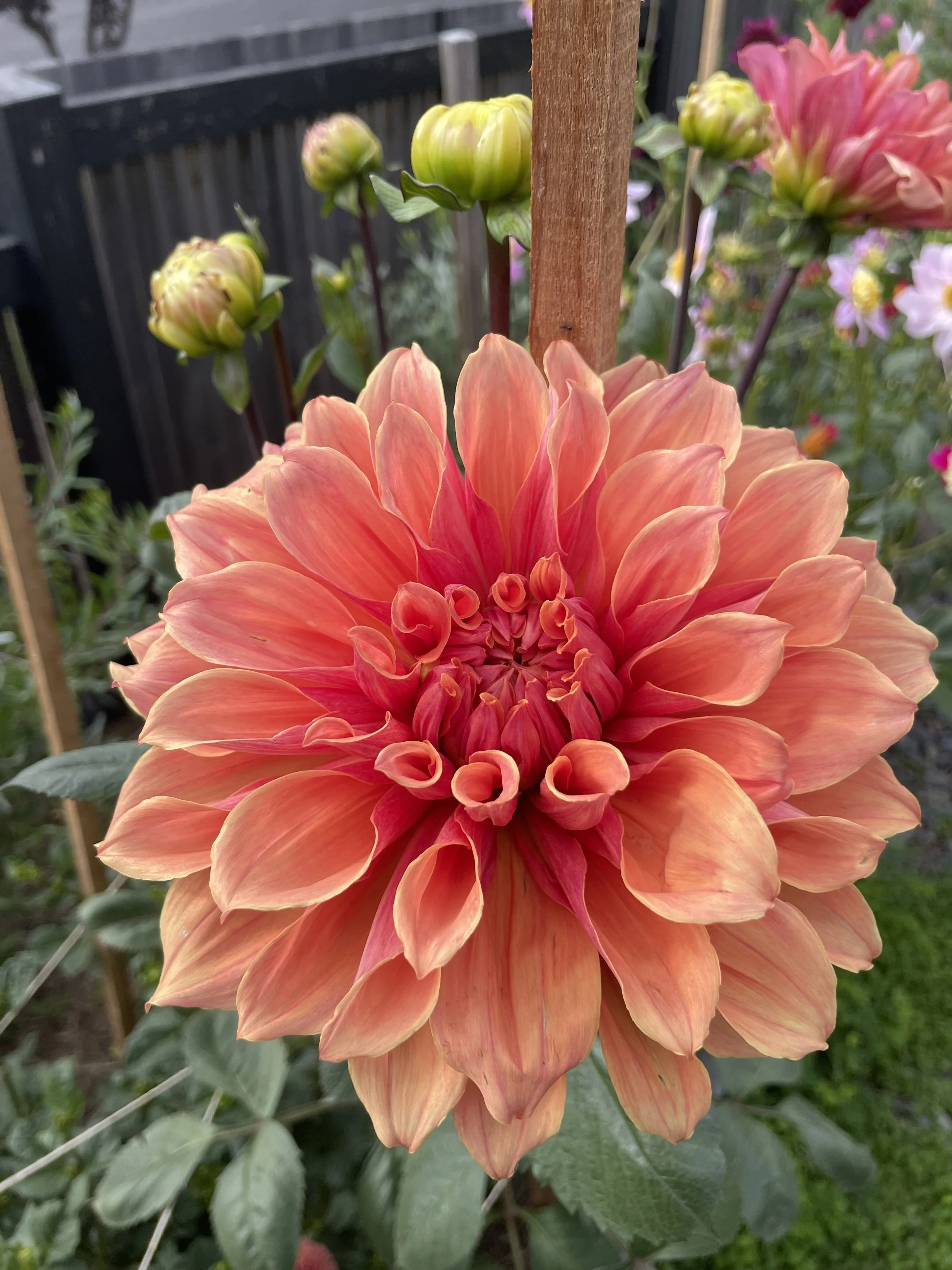 Lileah Caramel Rose