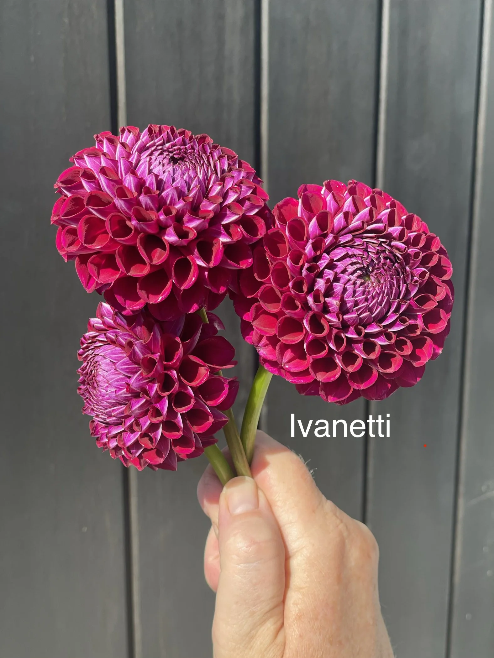 Ivanetti