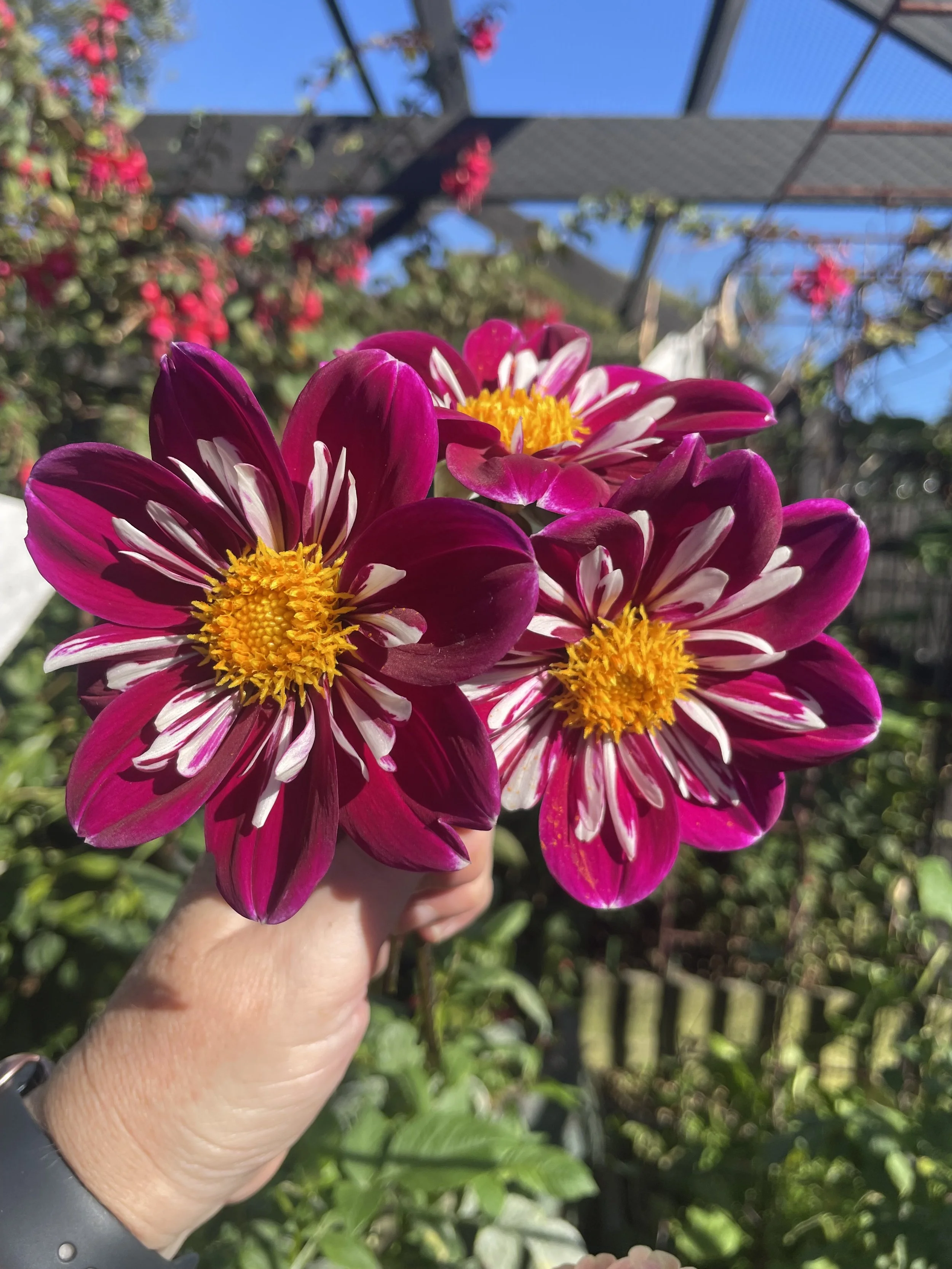 Otway Romance