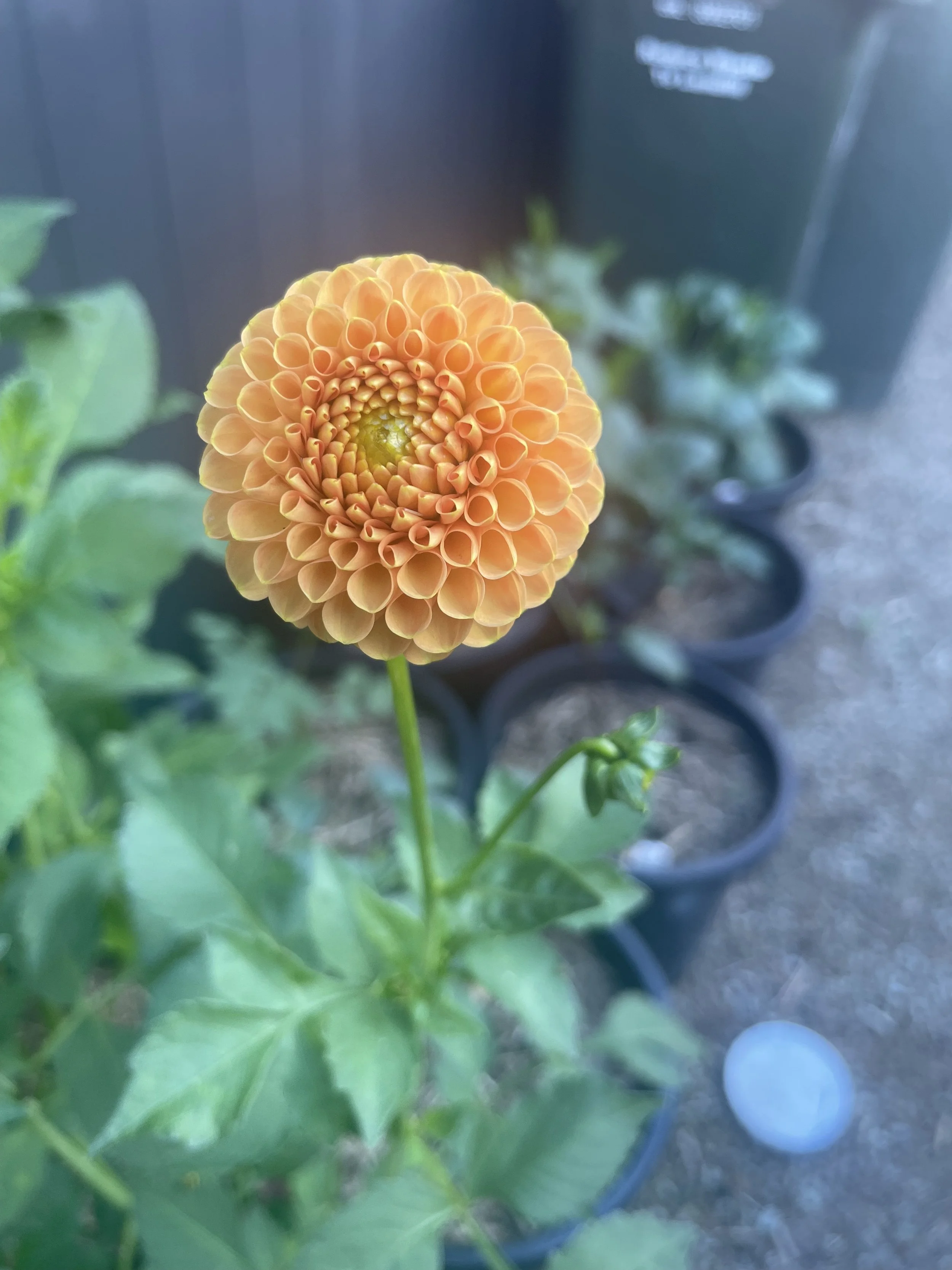 Glenbank Honeycomb
