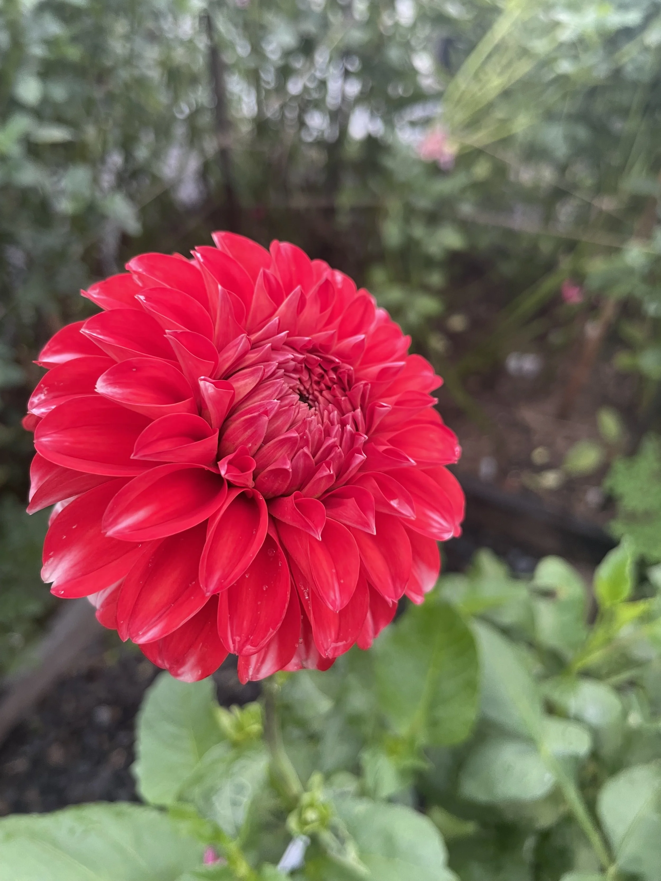 IMG_8470.jpeg