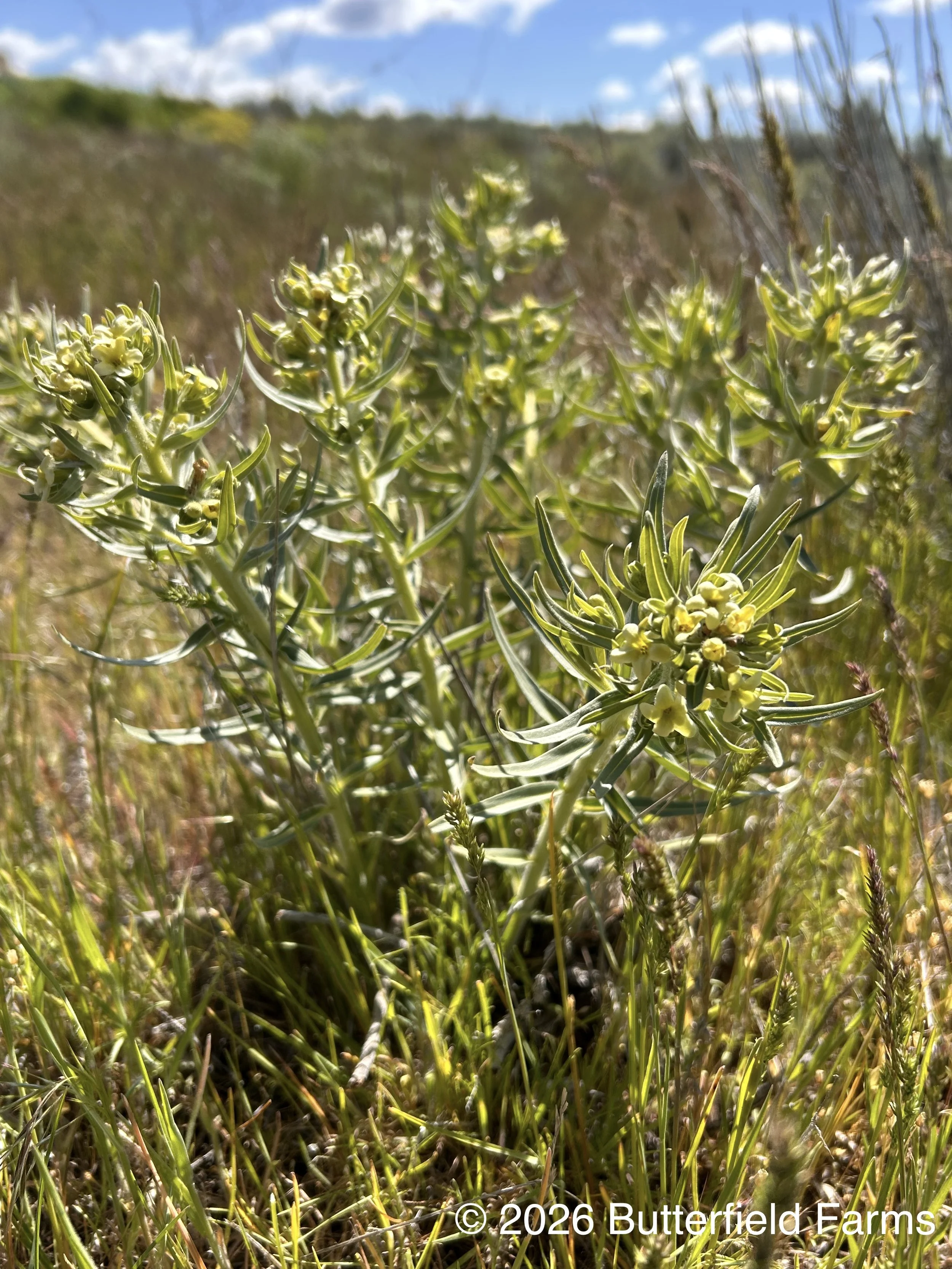 plant in bloom.jpg