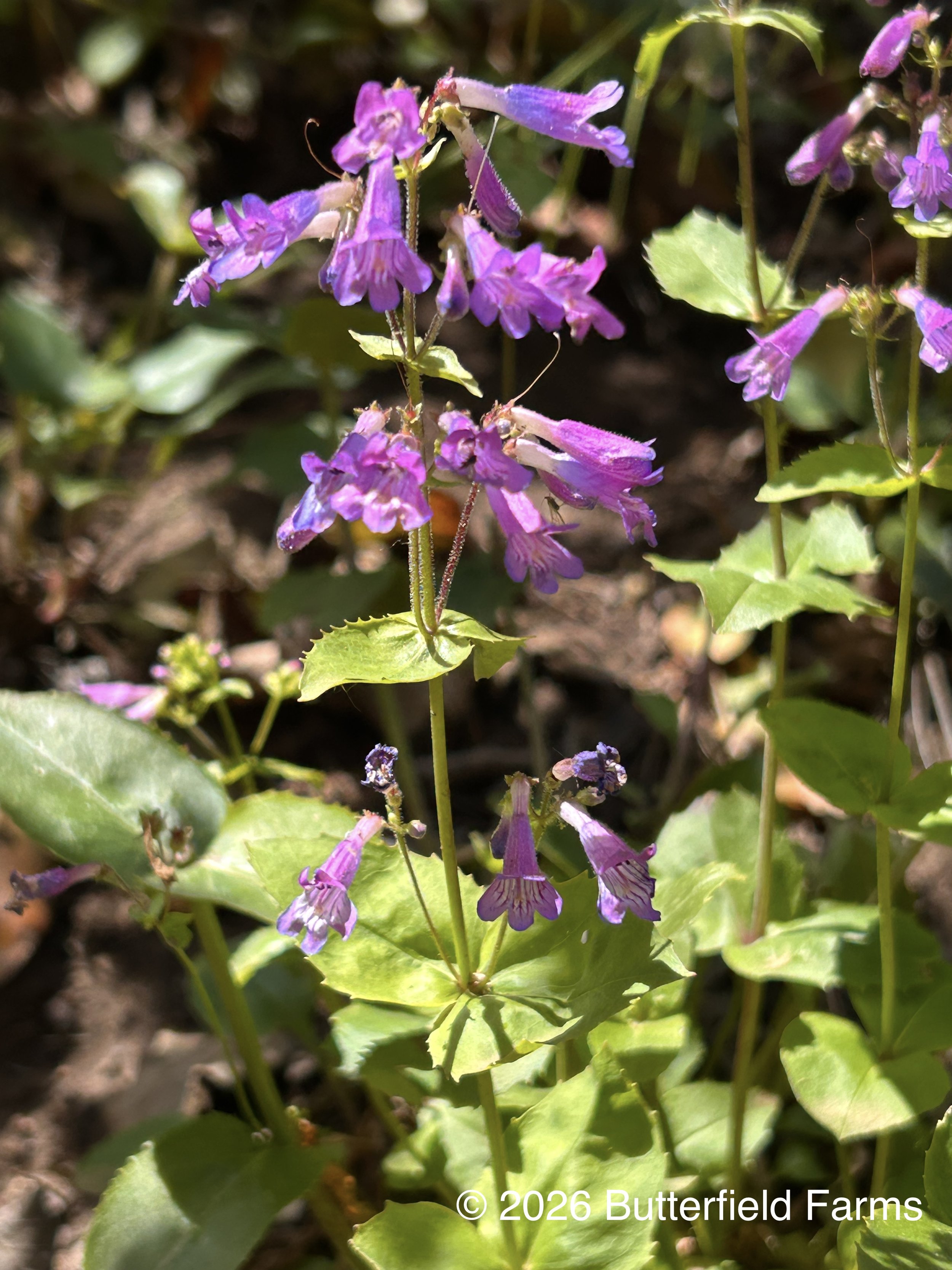 Wilcox Penstemon flower.jpg