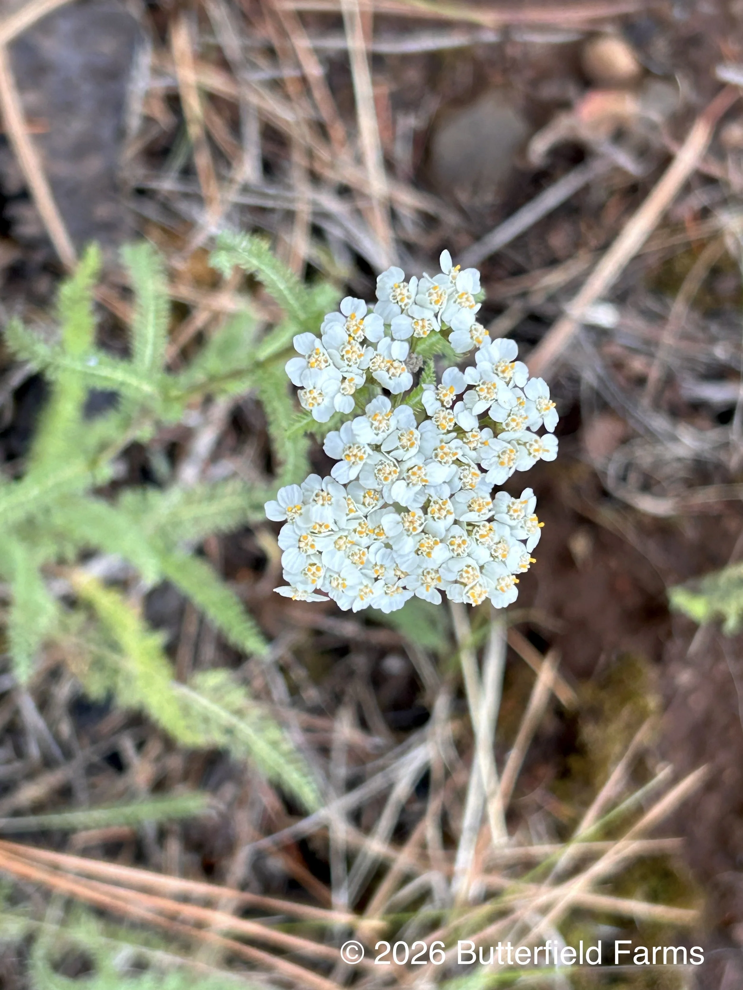 Yarrow