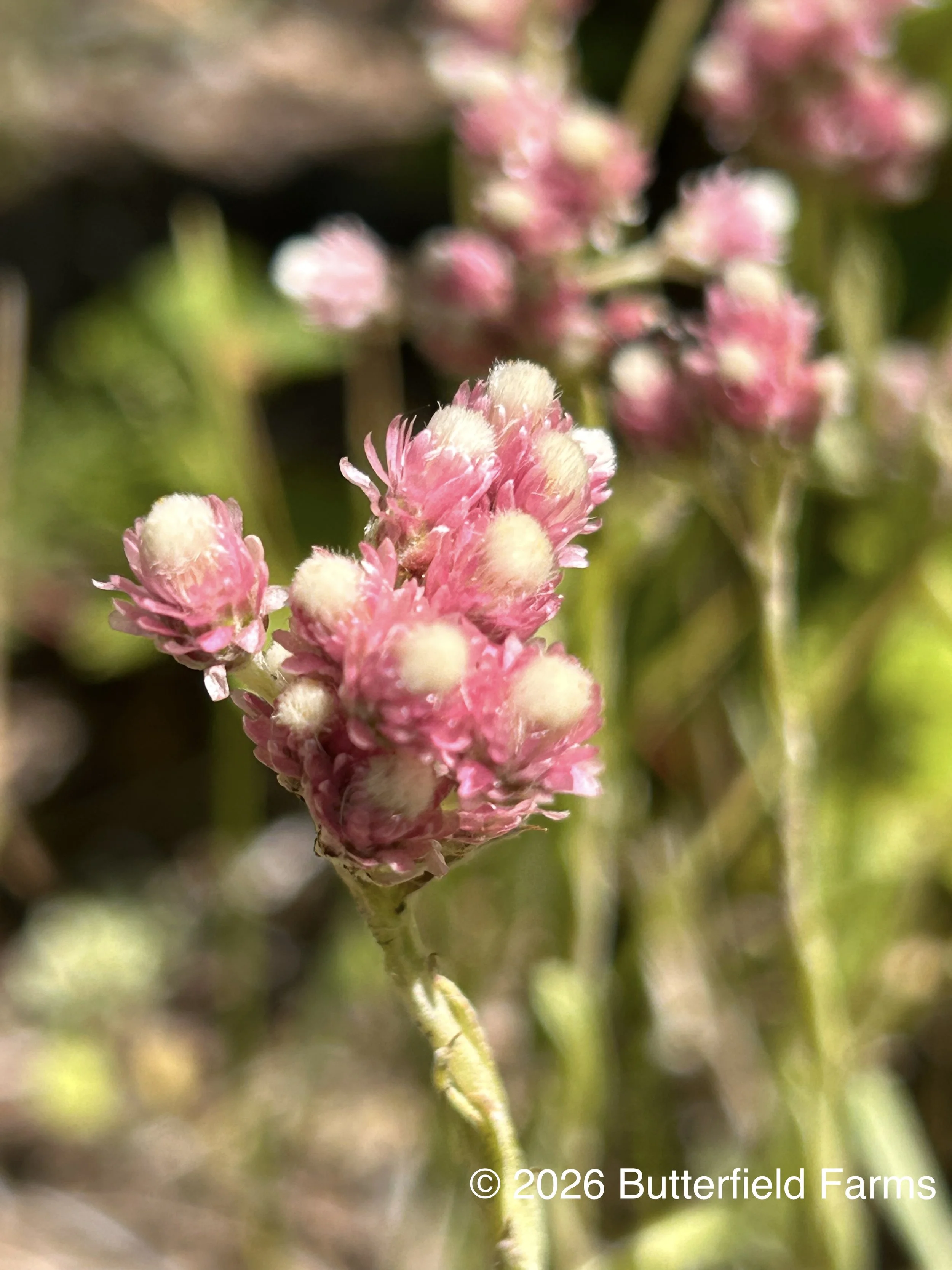 Rosy Pussytoes flower.jpg