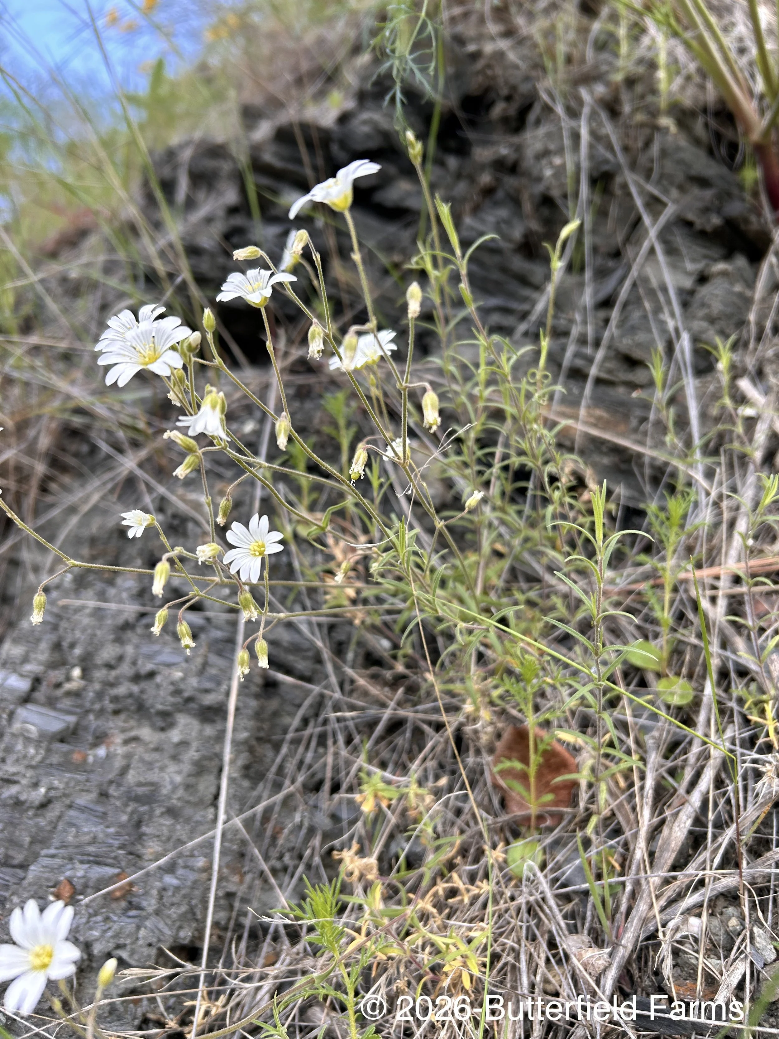 chickweed (Cow Creek).jpg
