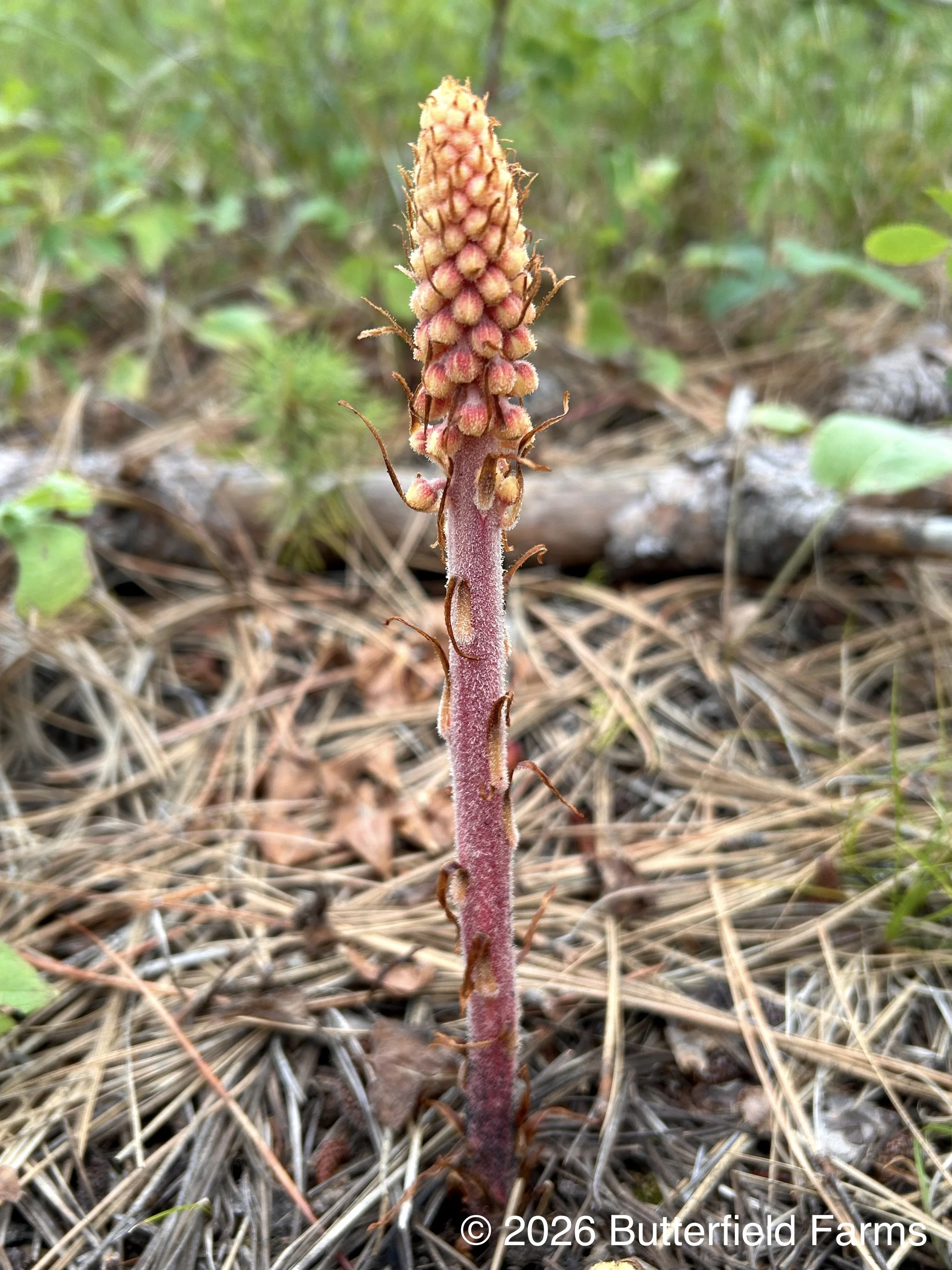 Pinedrops.jpg