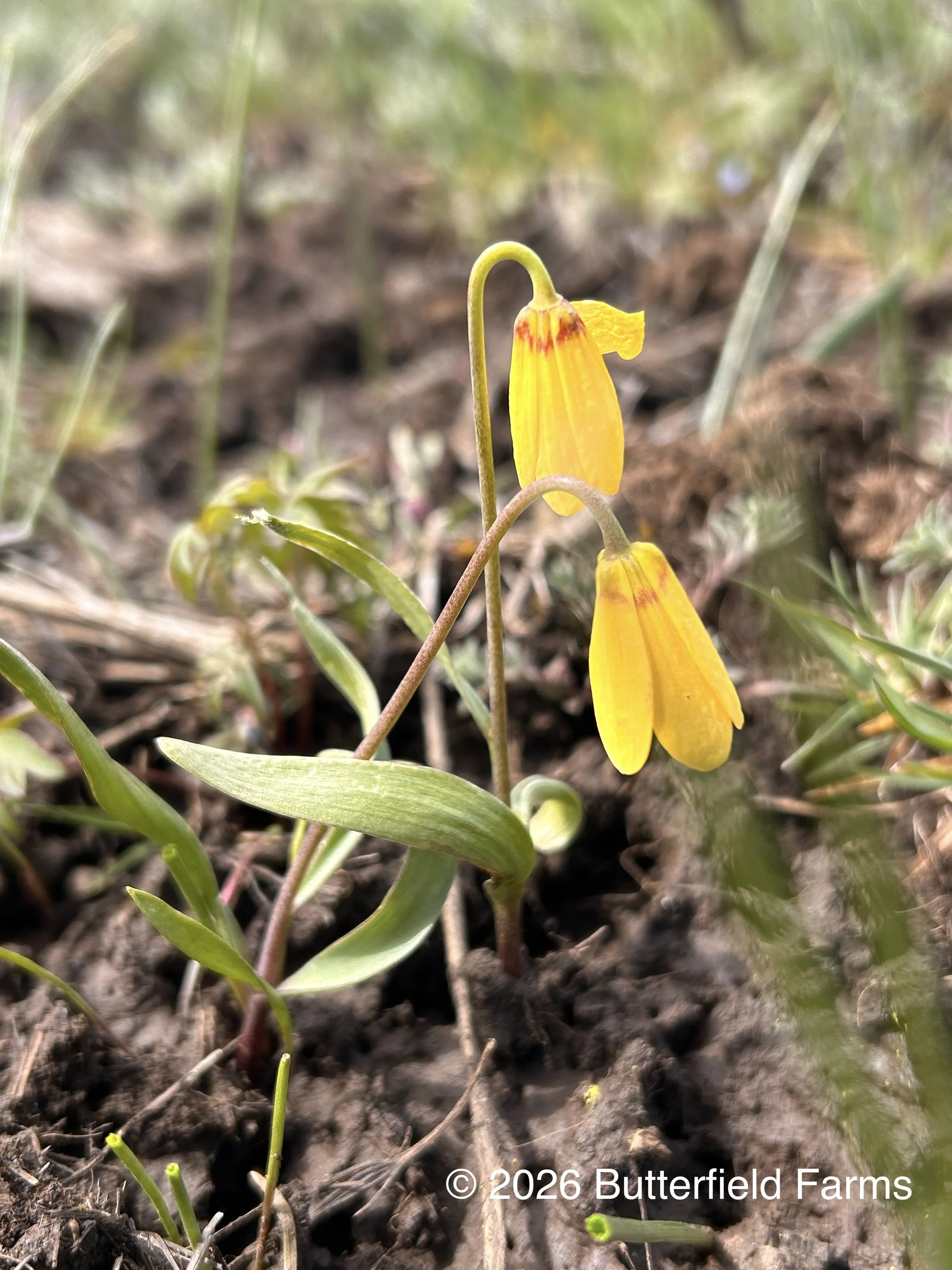Yellow Bell