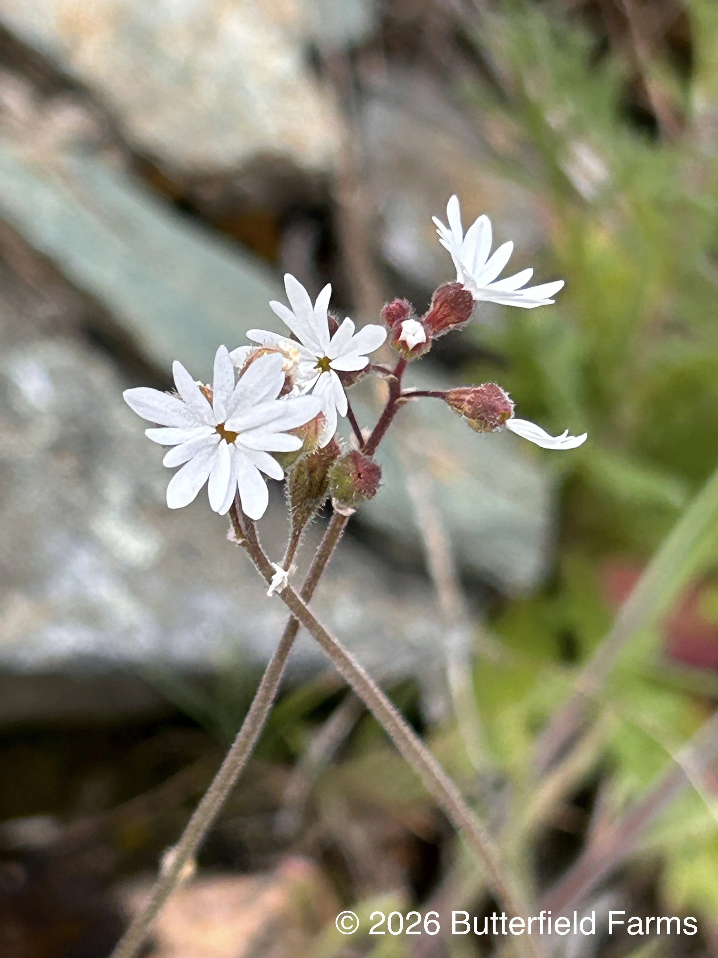 Woodland Star (Cow Creek 2).jpg