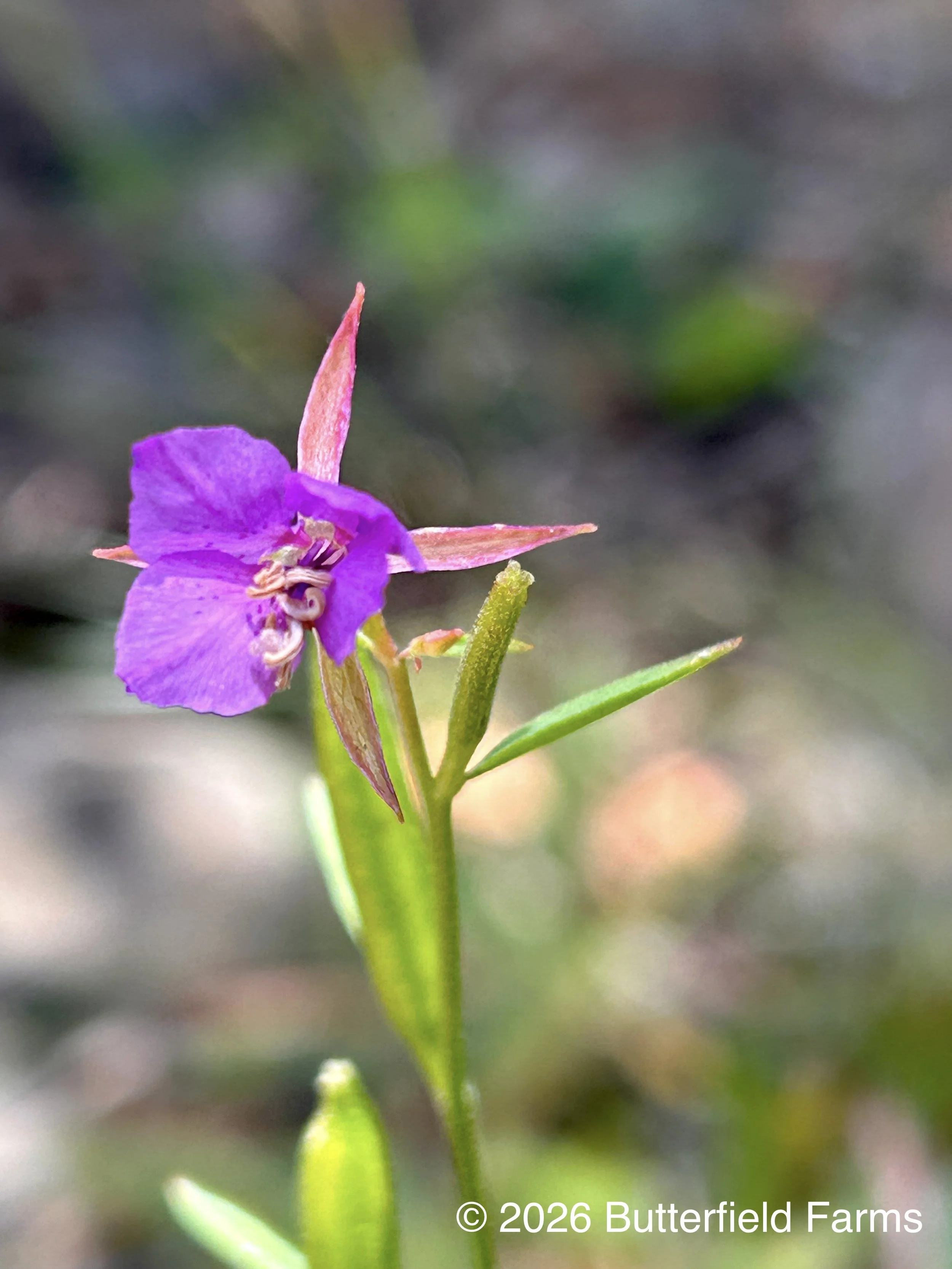 Clarkia, Diamond.jpg