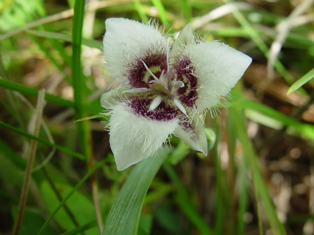 Elegant Cat's Ear  Butterfield Seeds