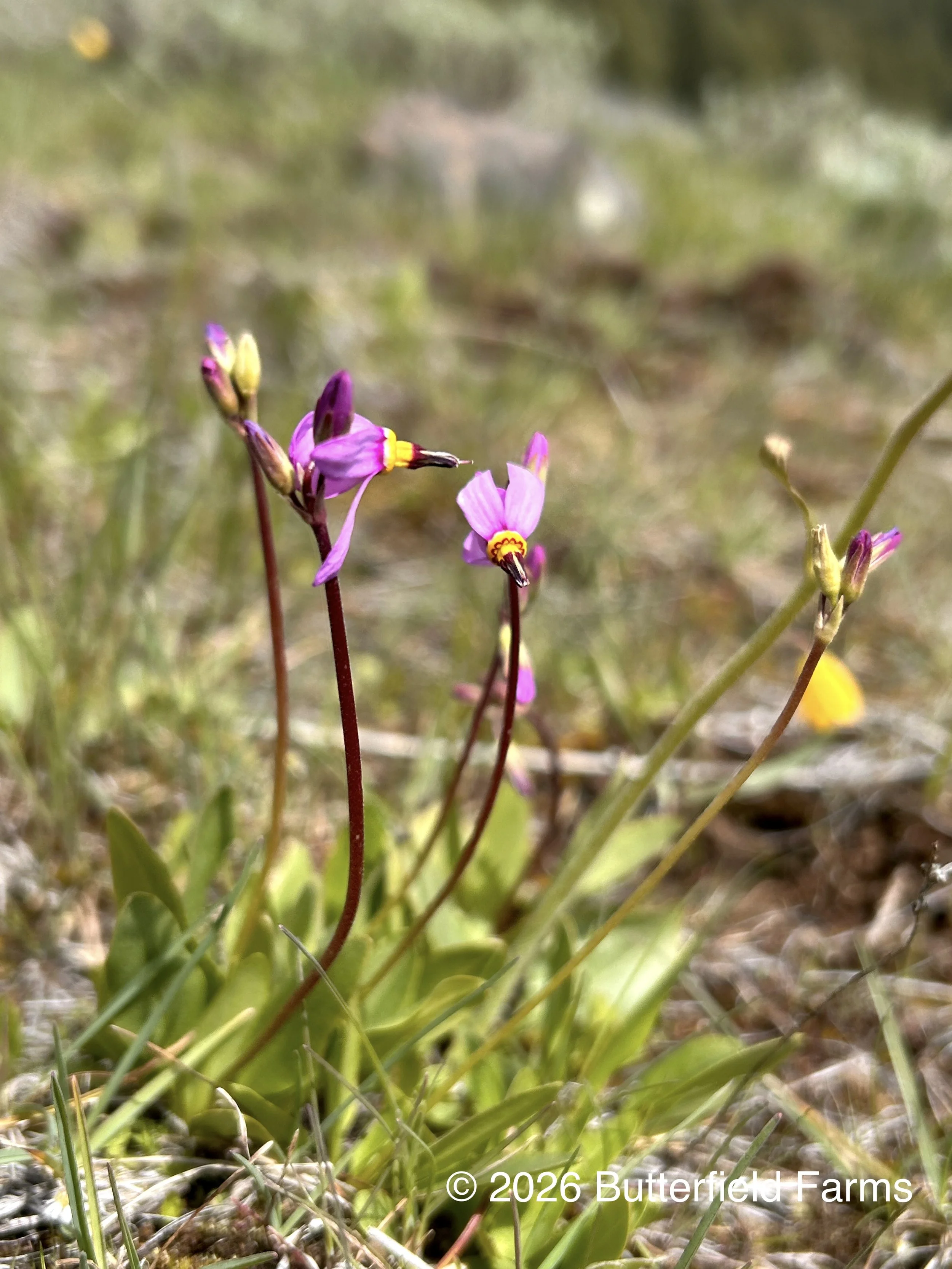 dark-throated shooting star 2, cow creek saddle.jpg