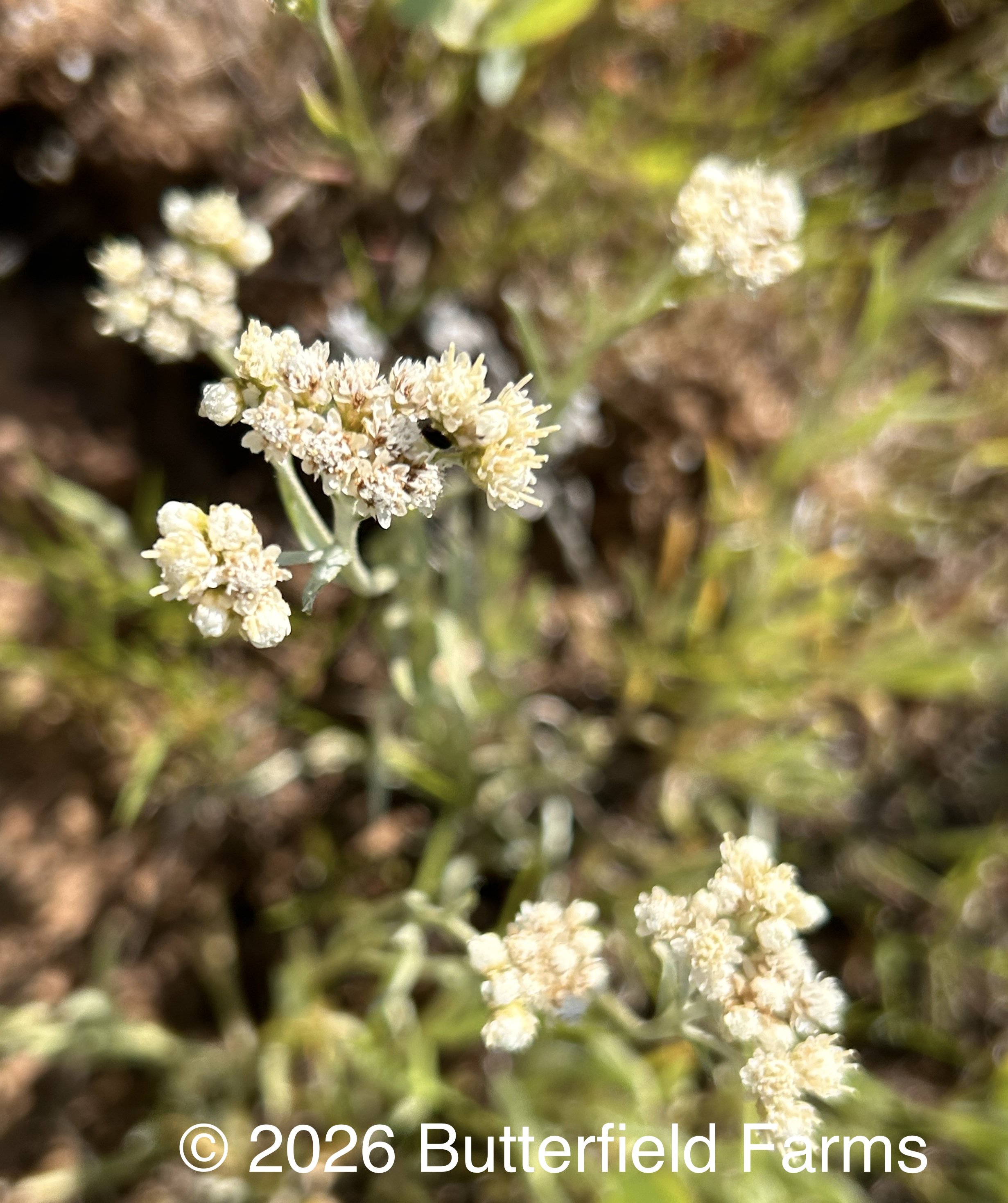 woodrush pussytoes, flower.jpg