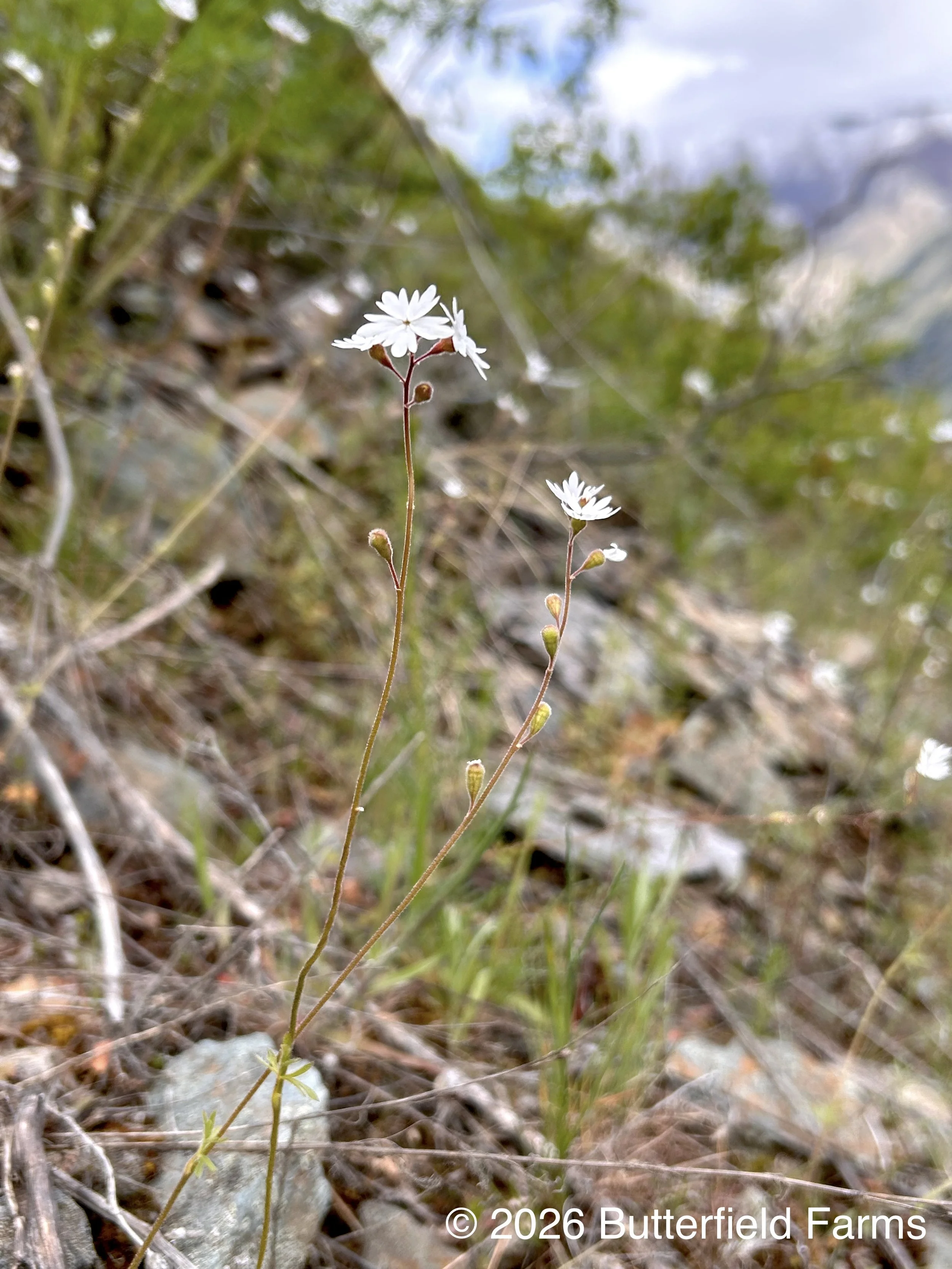 Woodland Star (Cow Creek 3).jpg