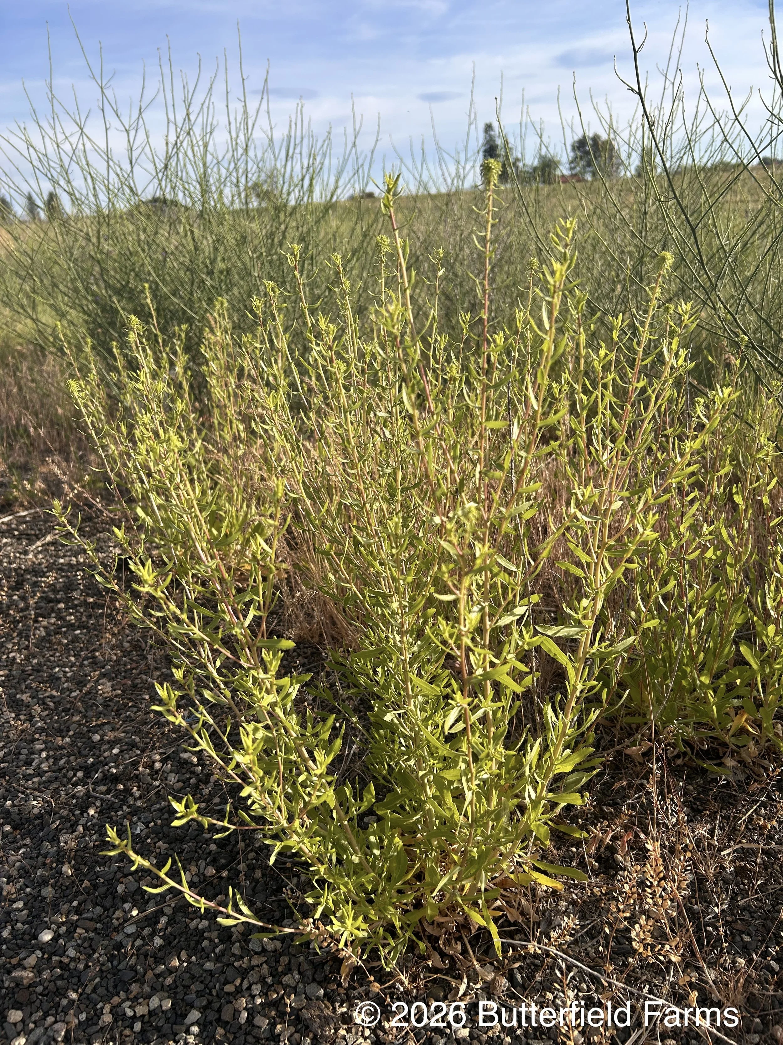 Gumweed plant.jpg
