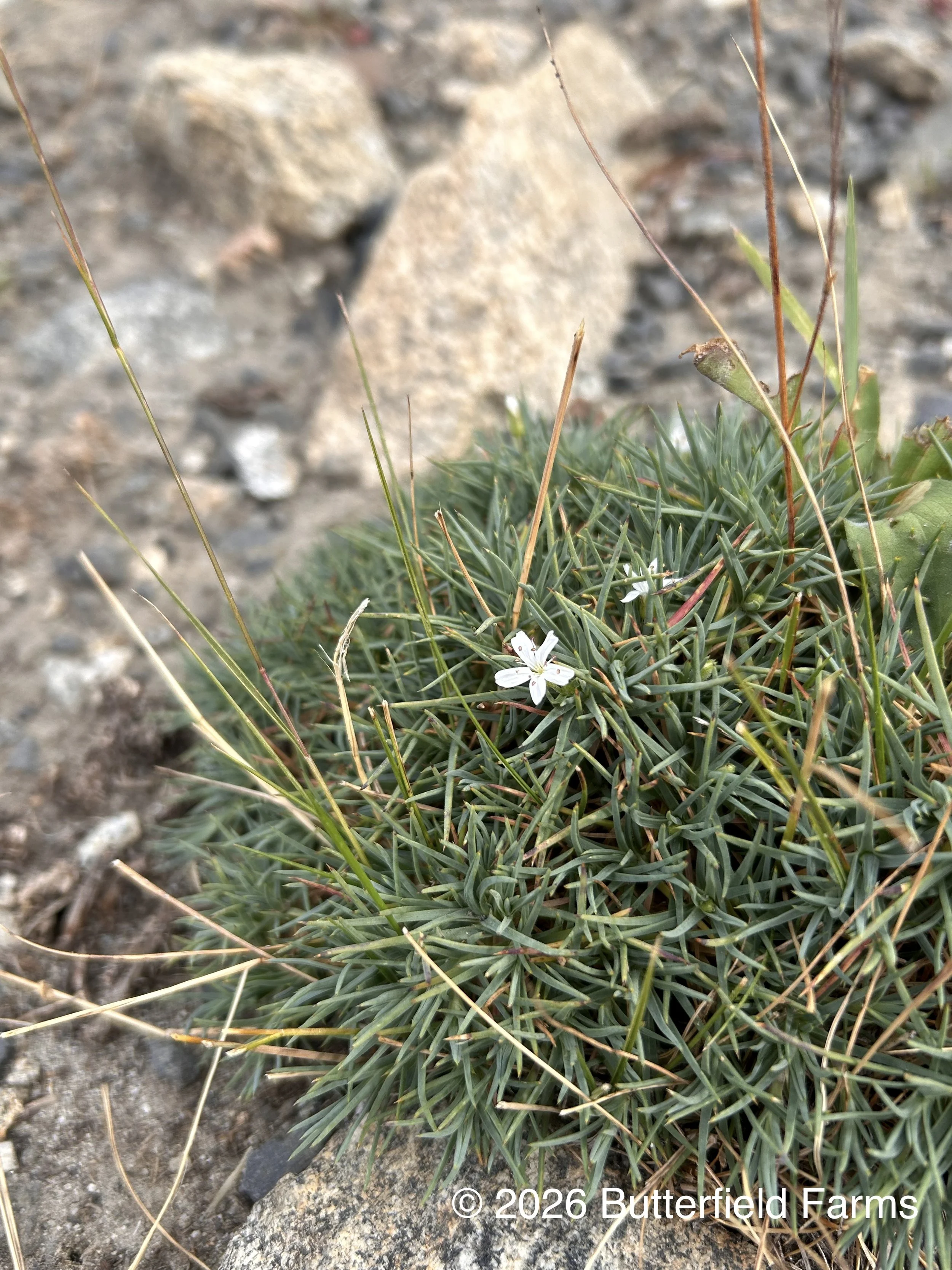 prickly sandwort plant.jpg