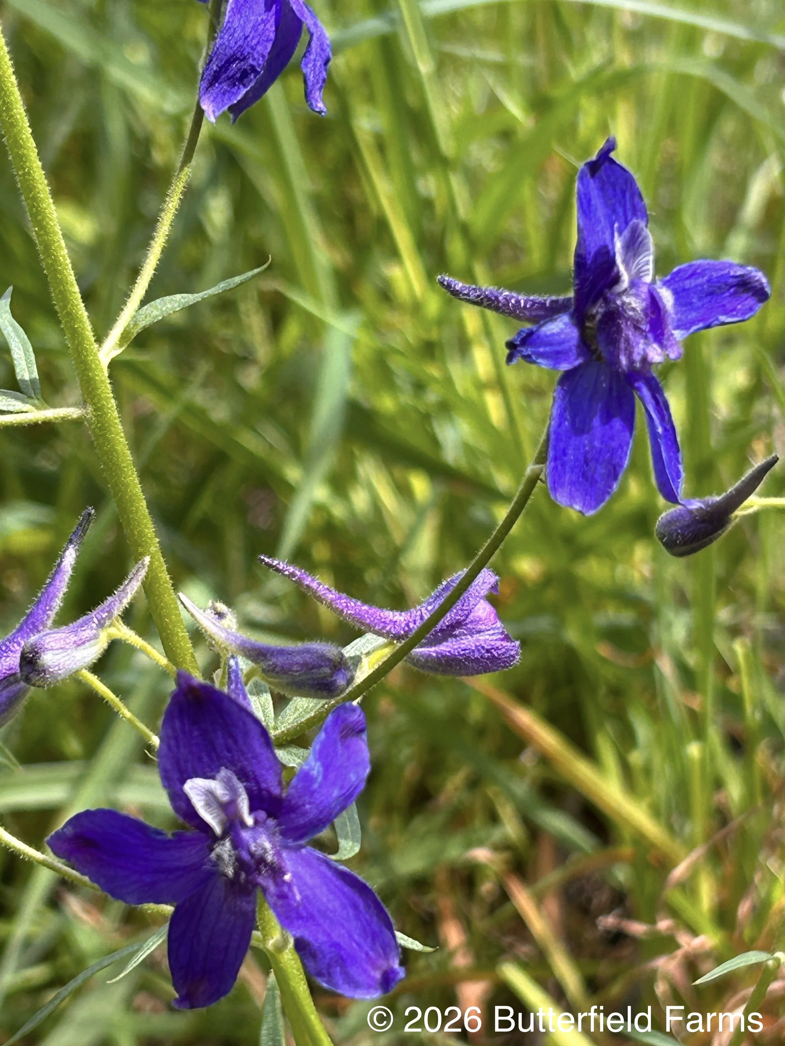 flower 1.jpg