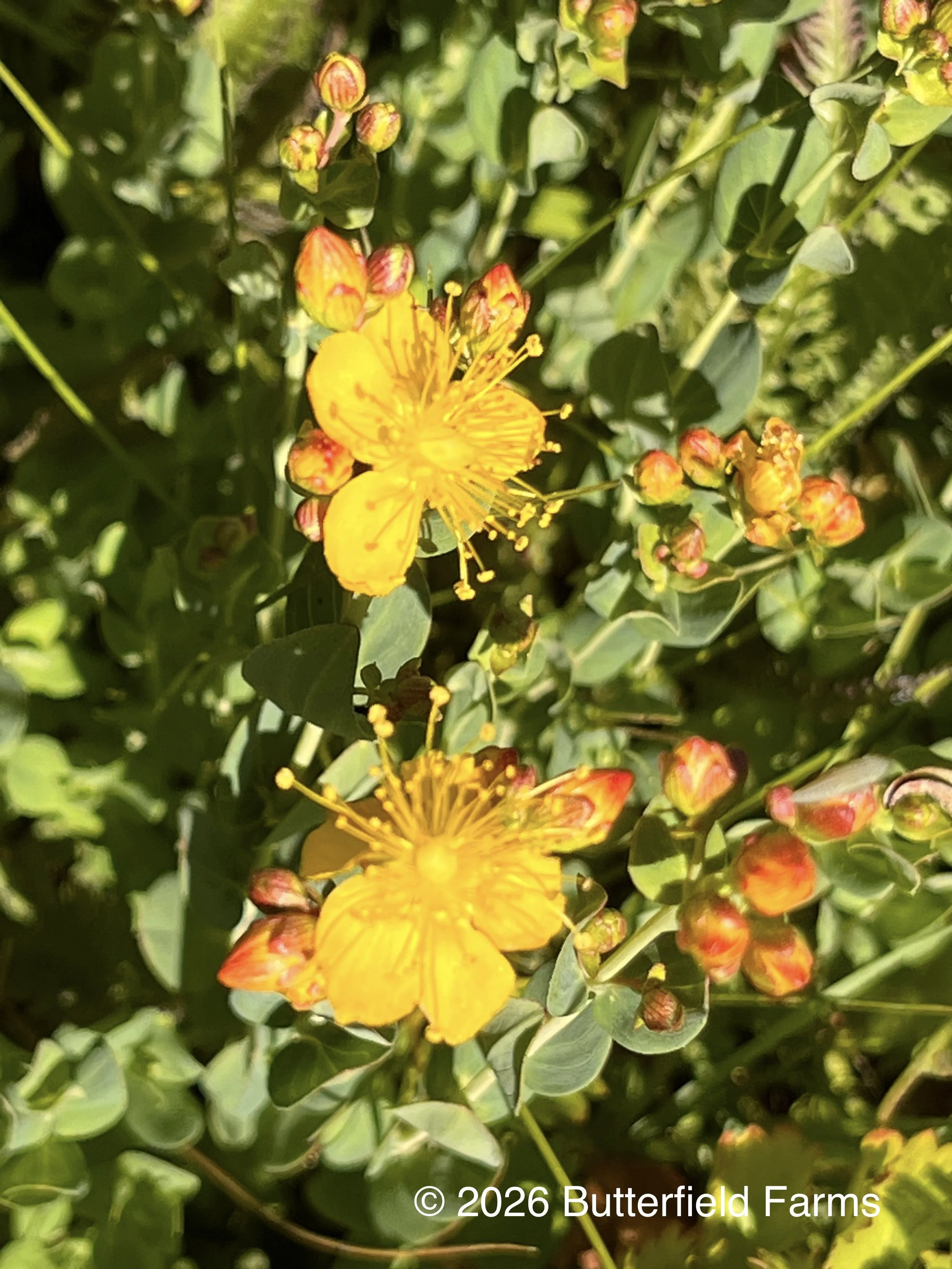 Scouler's Saint John's Wort