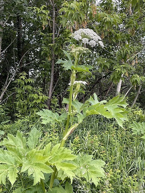 cow parsnip.jpg