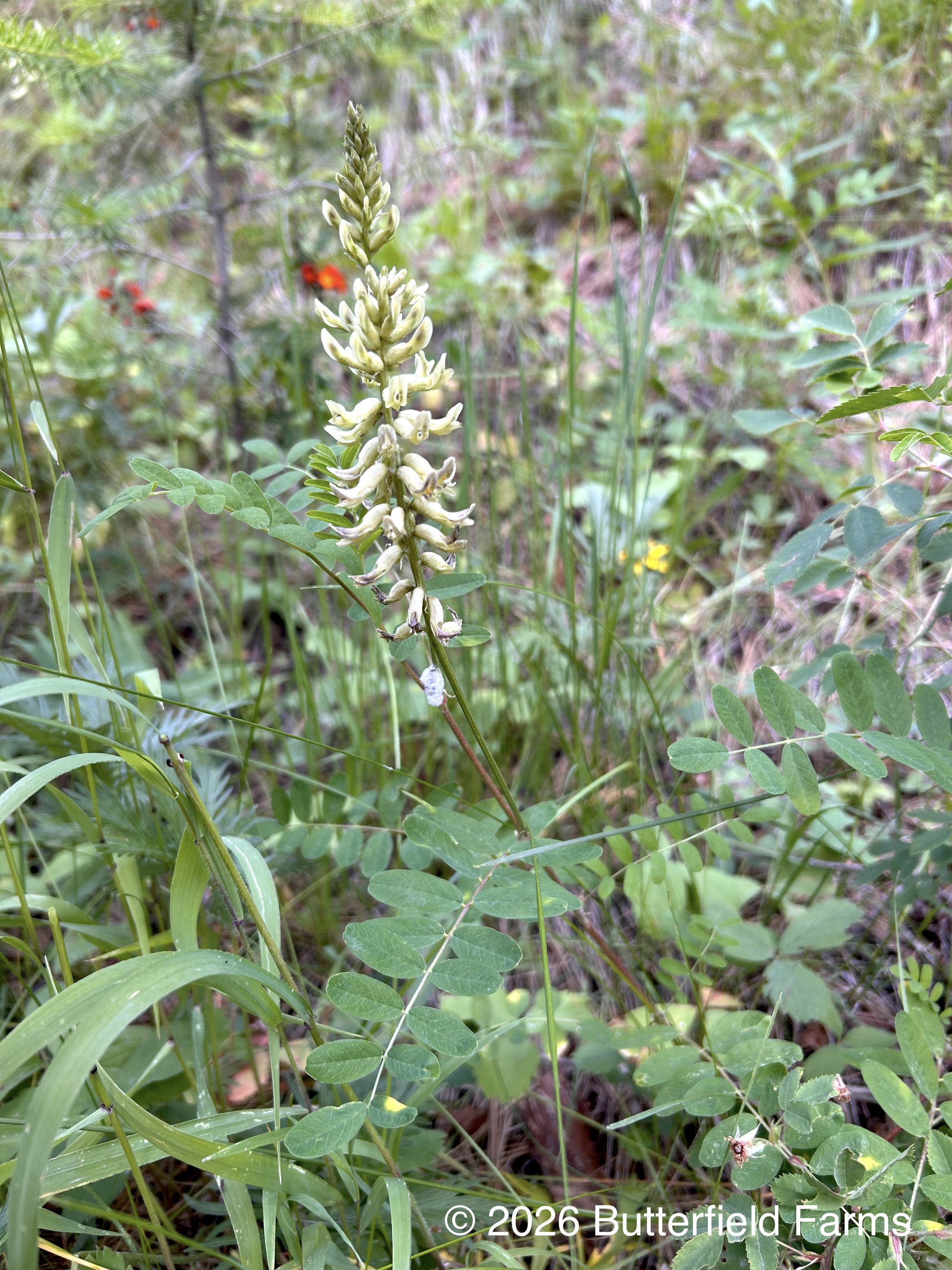 Canadian Astragalus