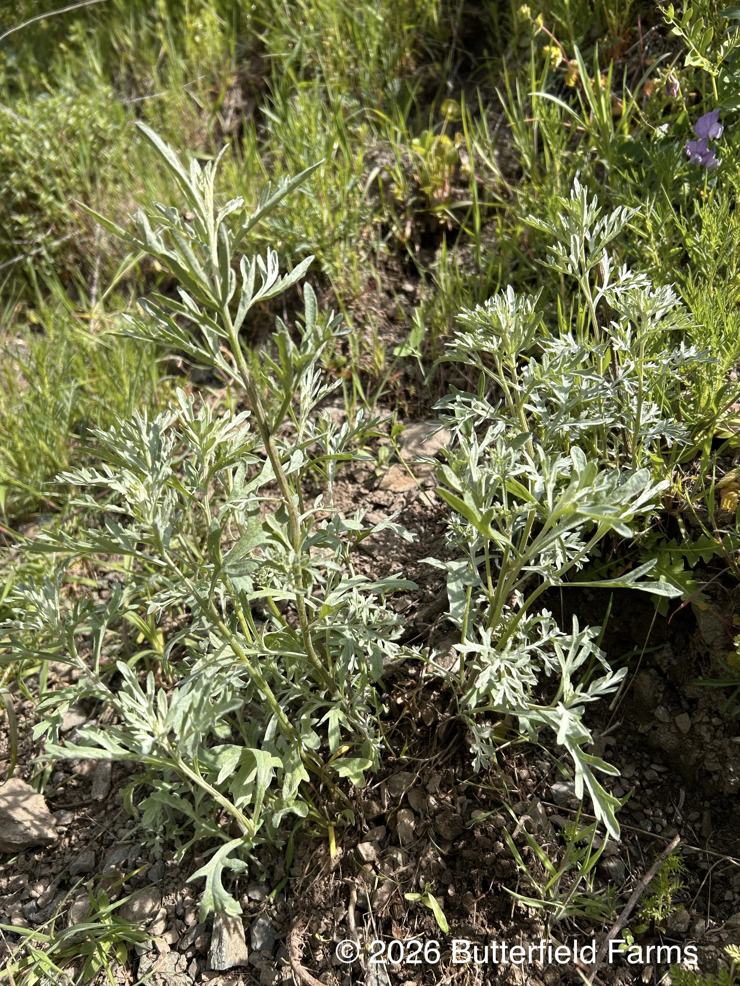 plant.jpg