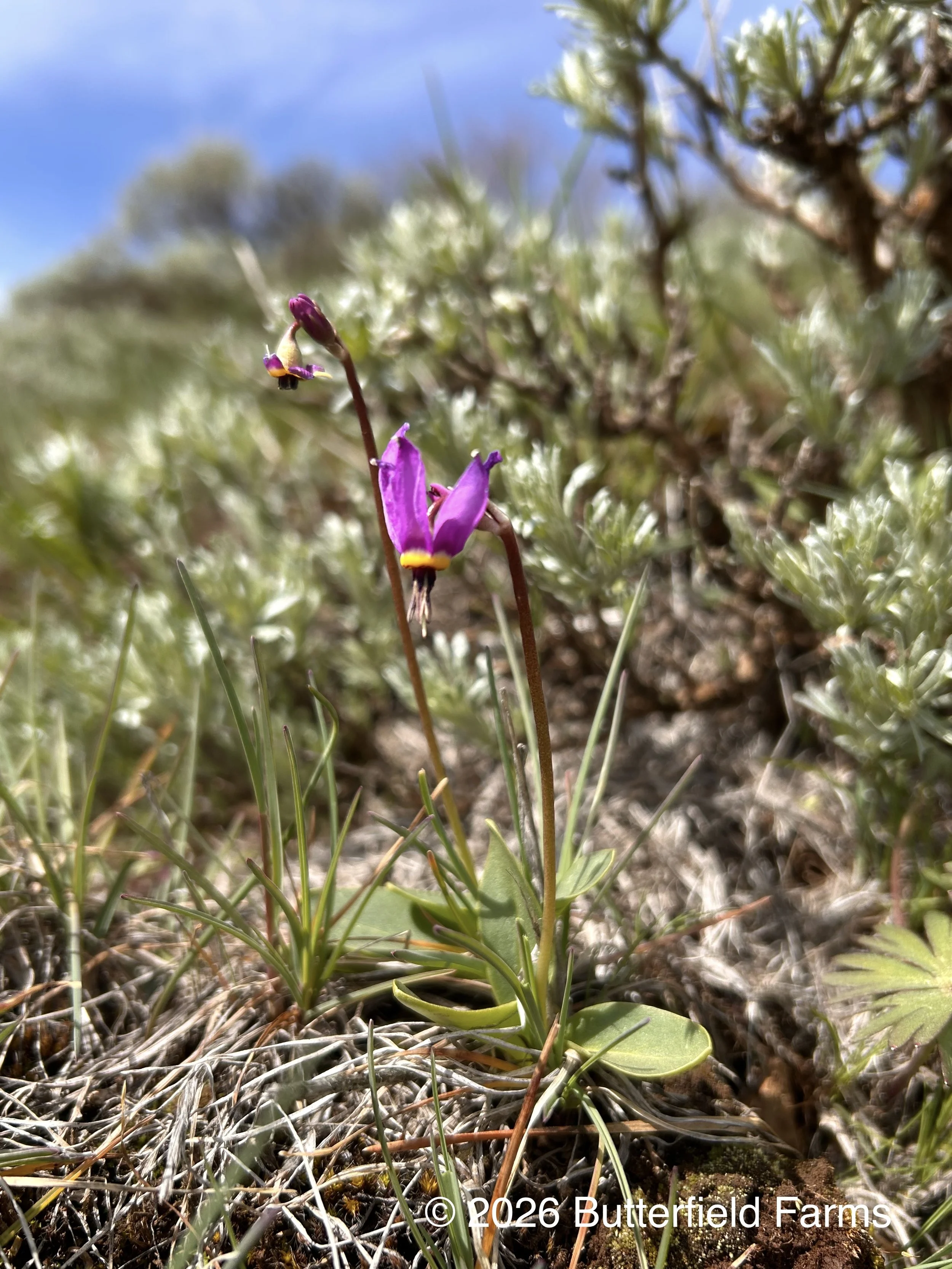 Dark-throated Shooting Star