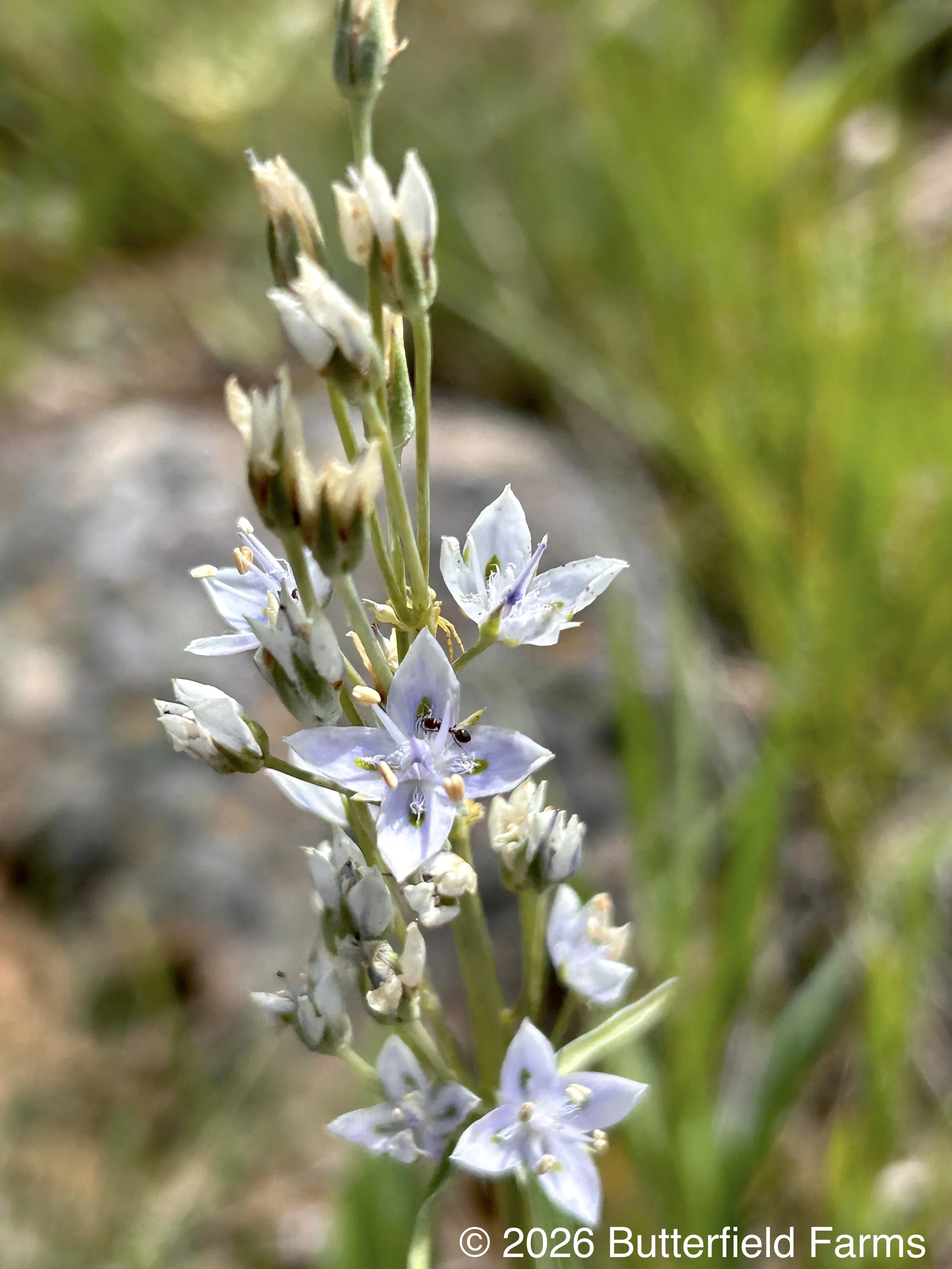 Whitestem Frasera
