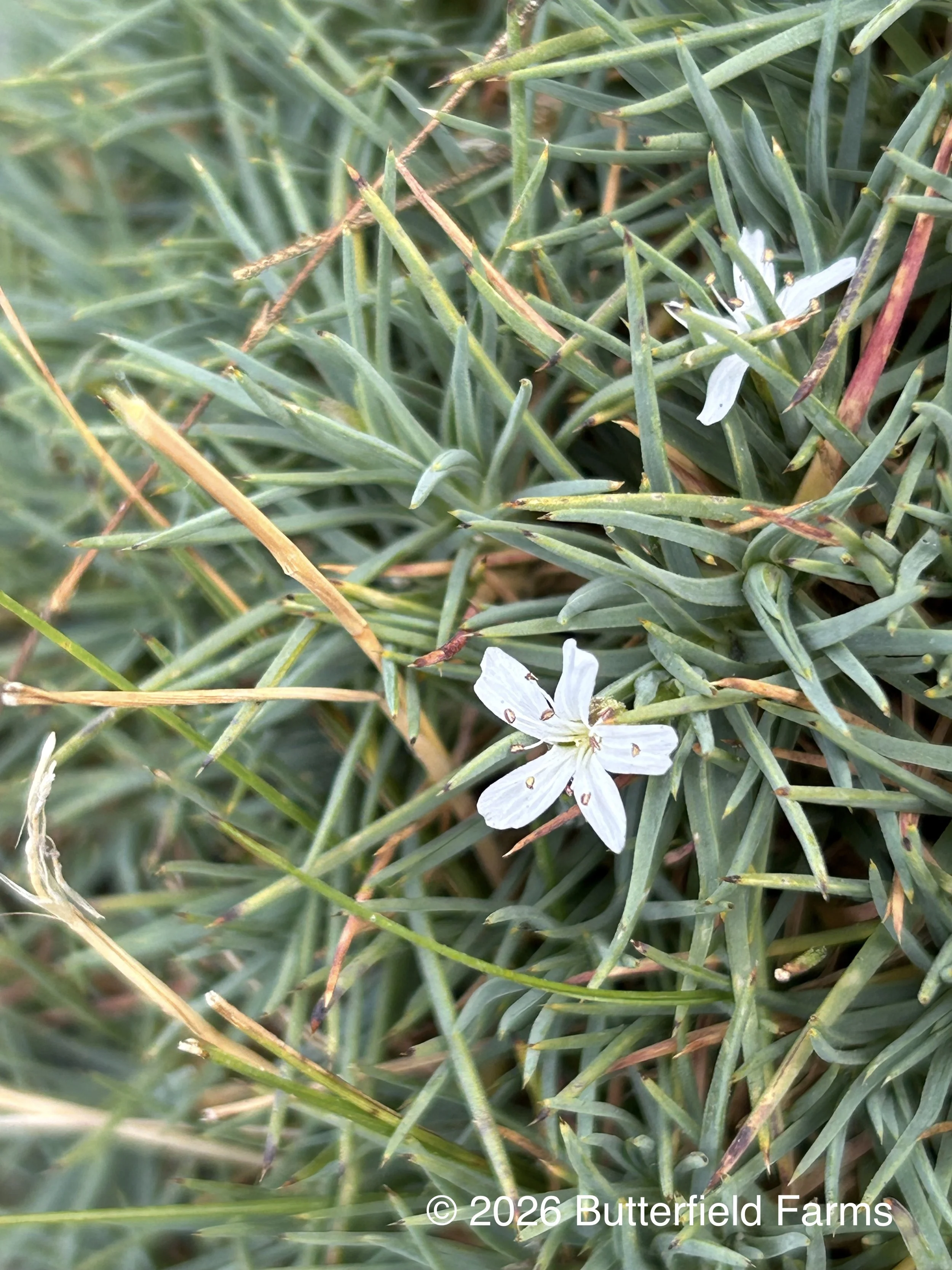 prickly sandwort flower.jpg