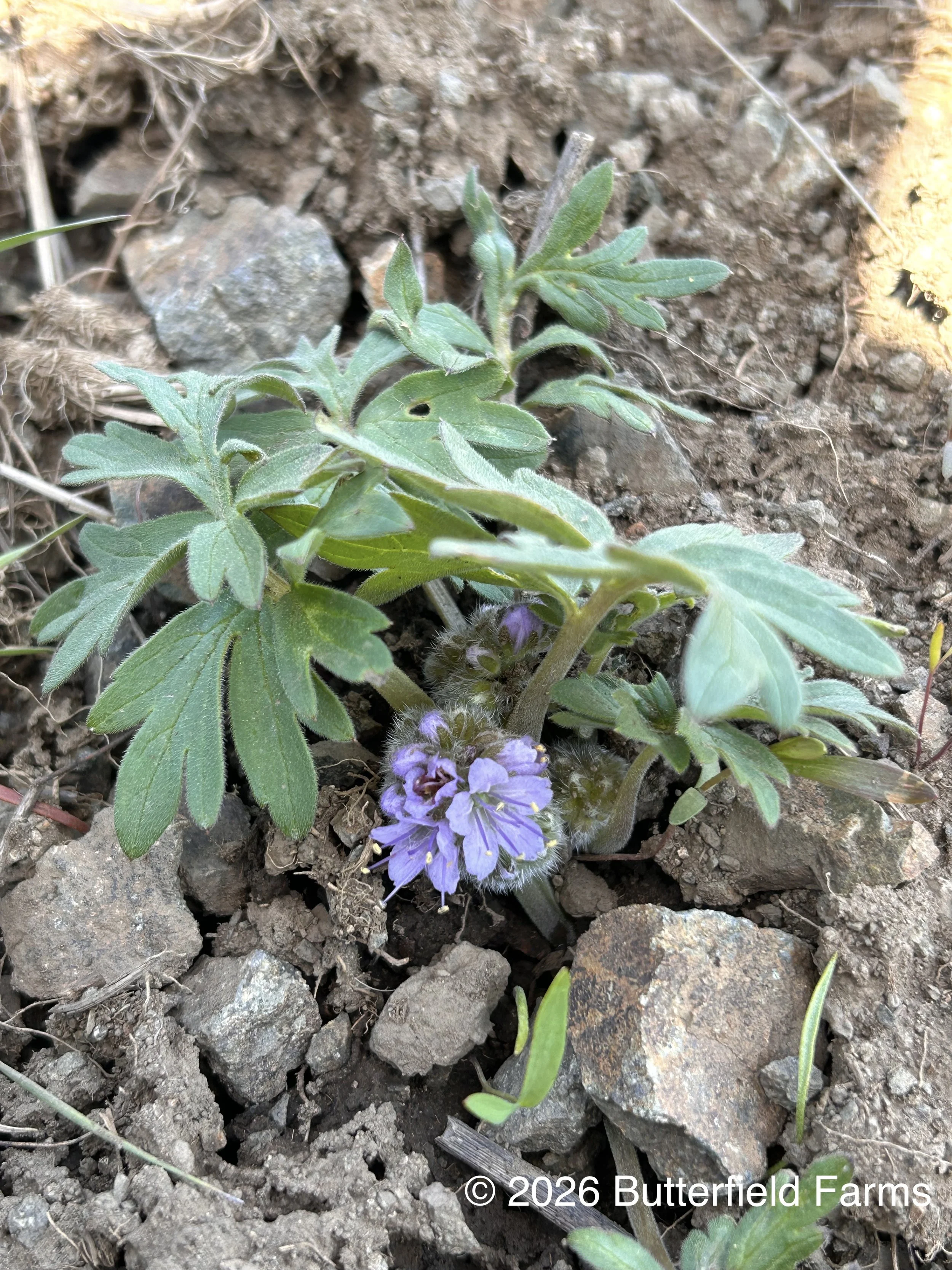 plant.jpg